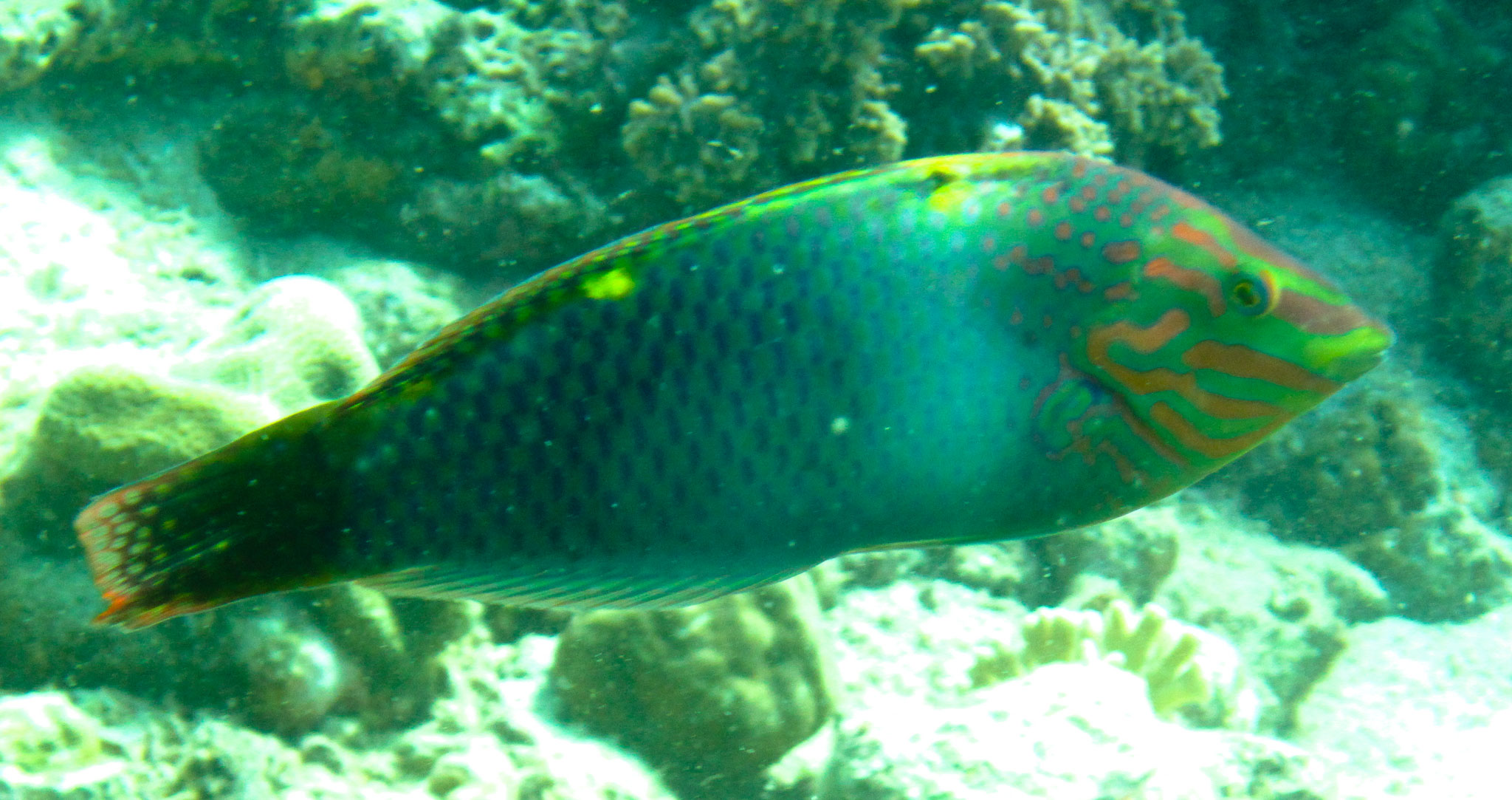 IMG_0376.jpg