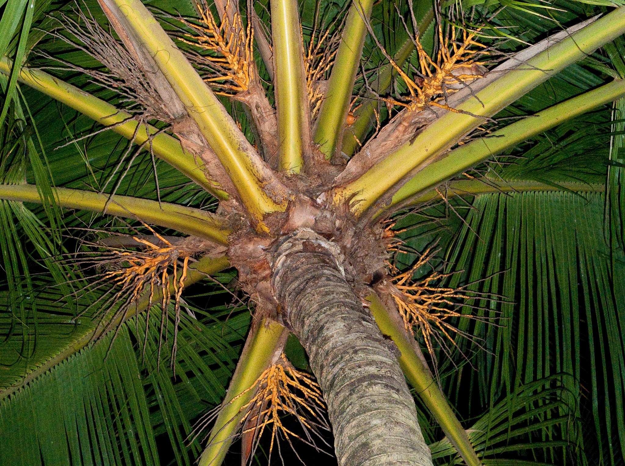L1000511.jpg
