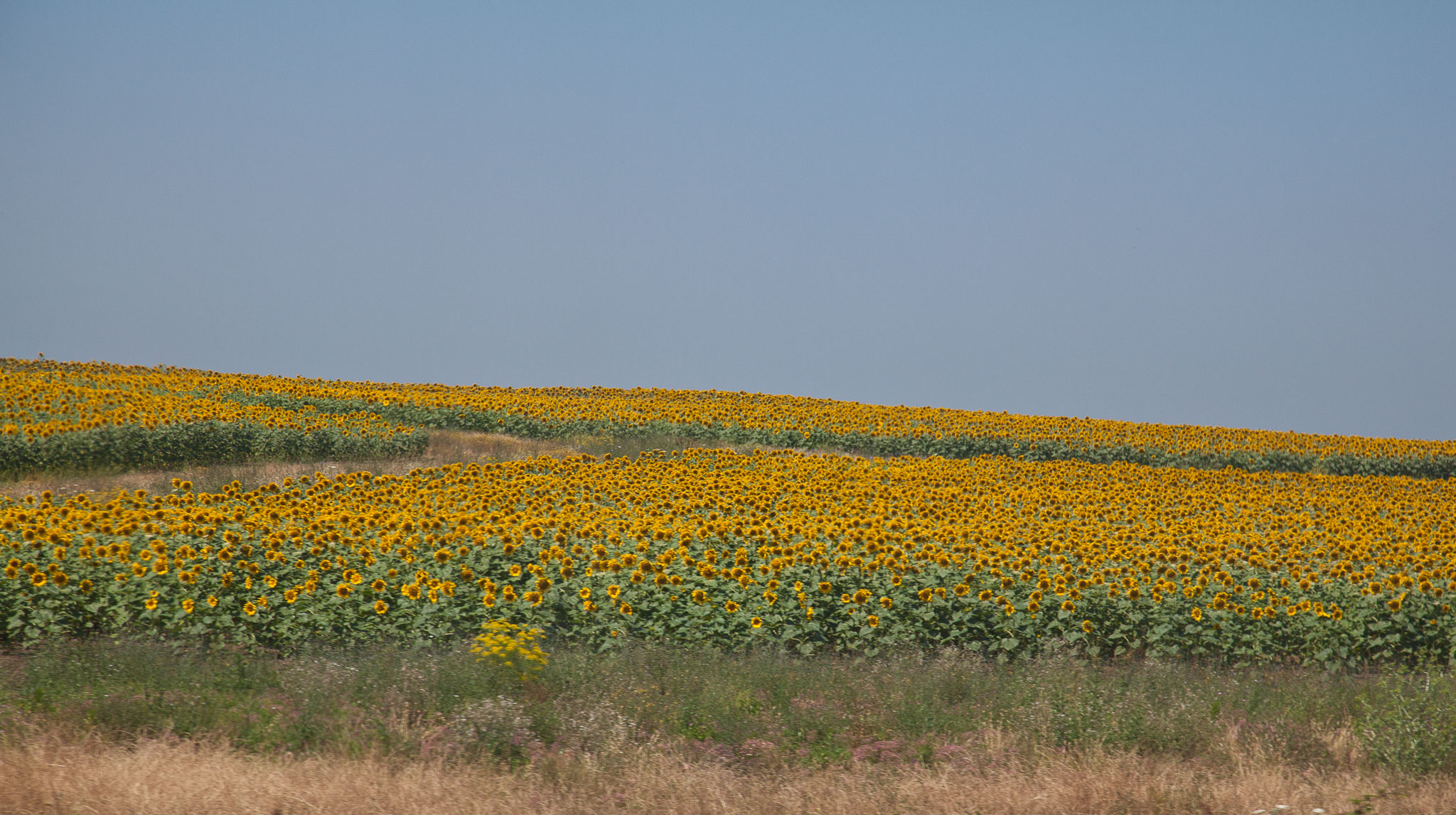 _MG_3455.jpg