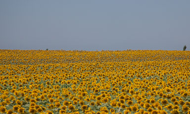 _MG_3453.jpg