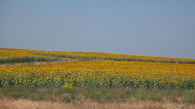 _MG_3455.jpg
