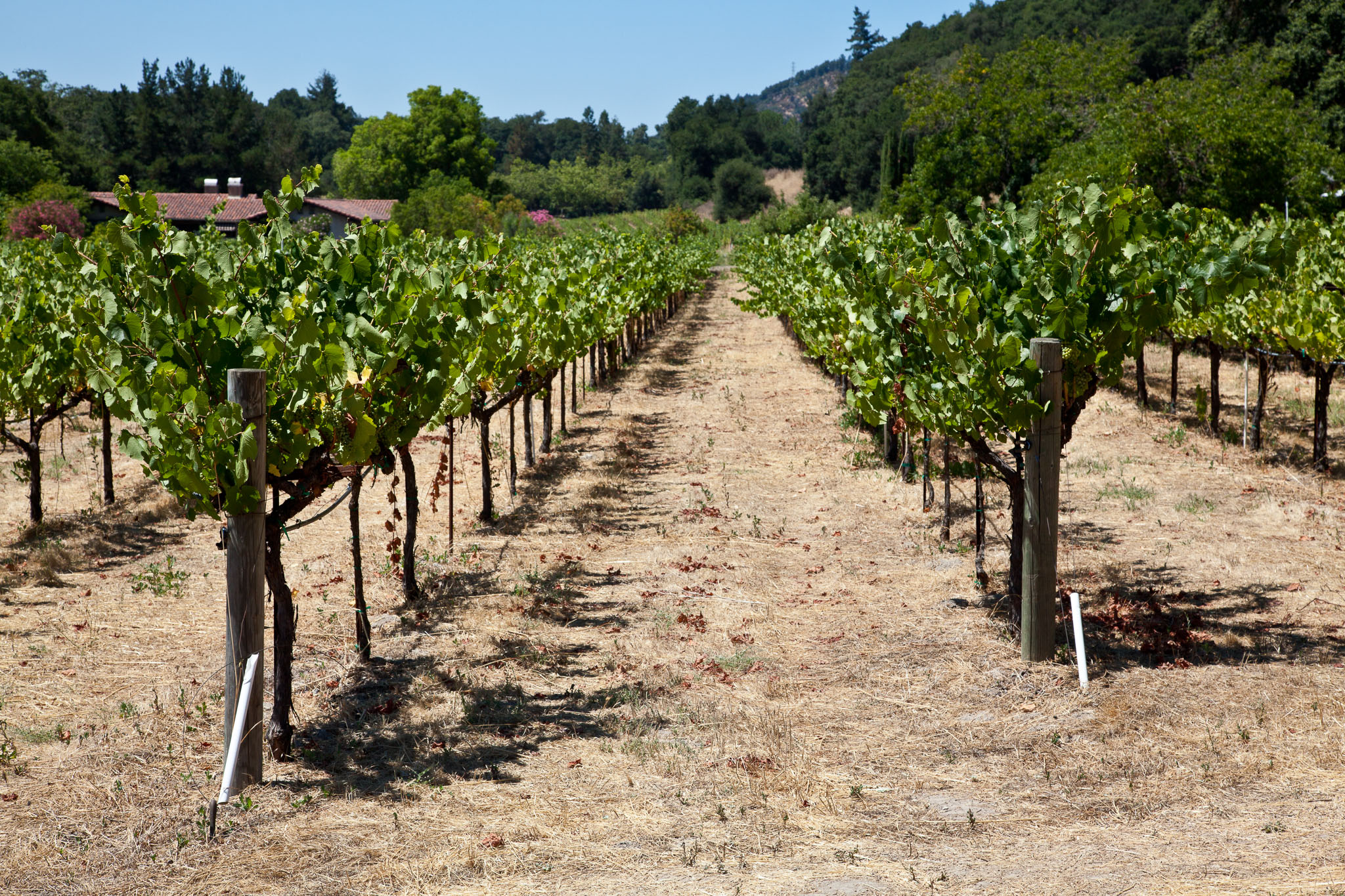 SFO_Napa_5D-133.jpg