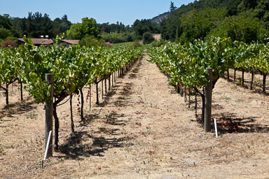 SFO_Napa_5D-133.jpg