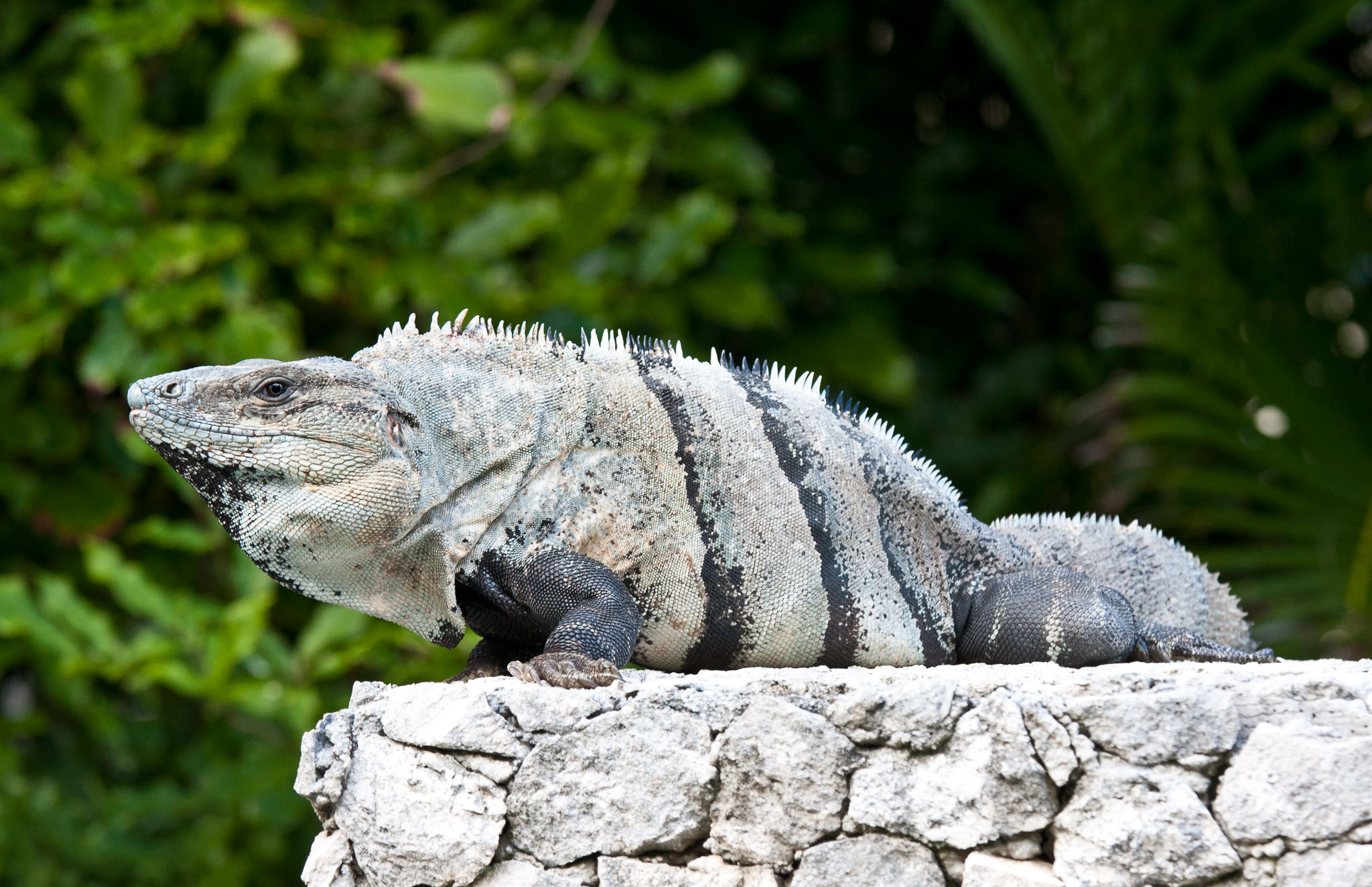 Cozumel2010-40D--101.jpg