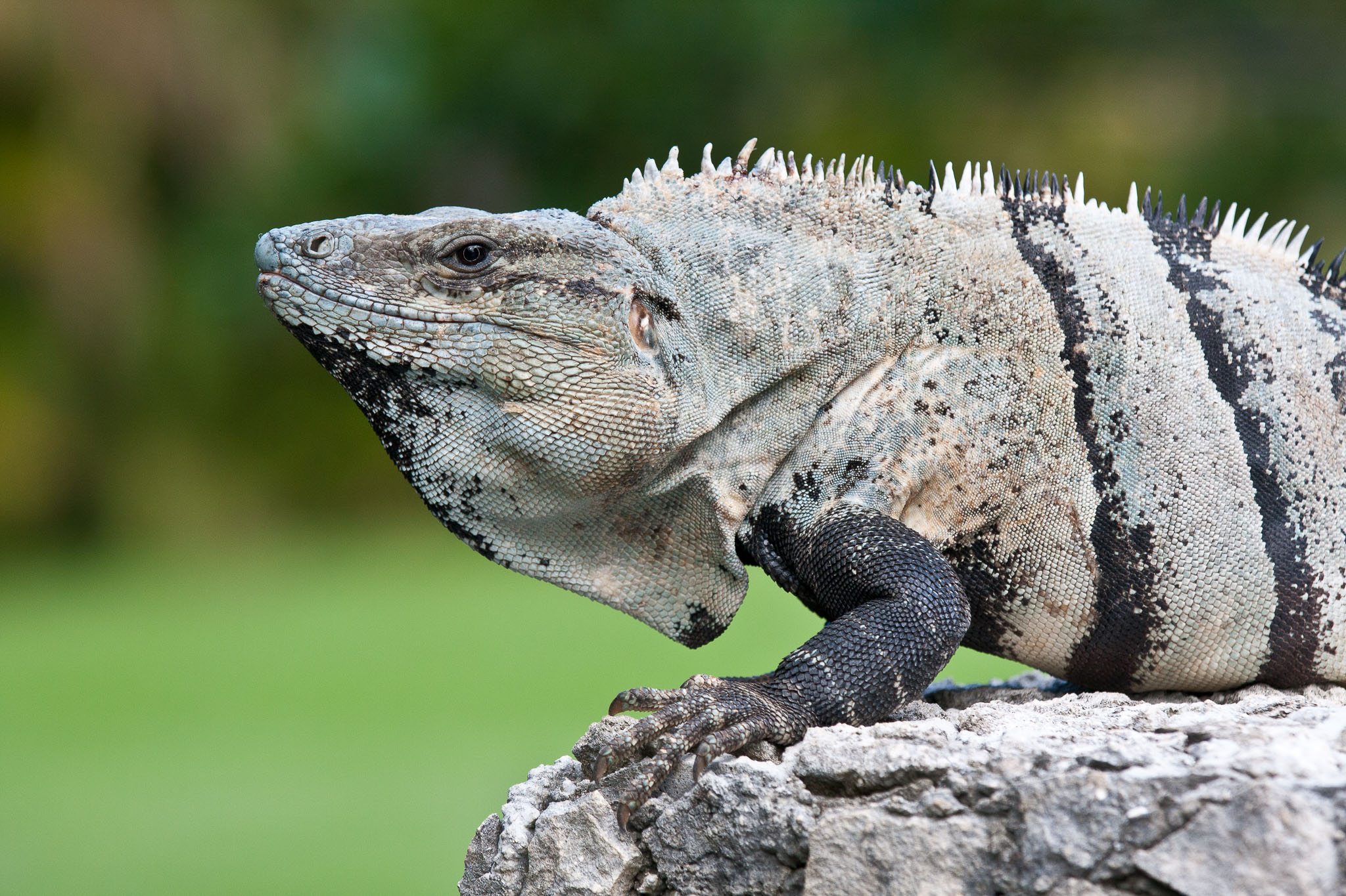 Cozumel2010-40D--106.jpg