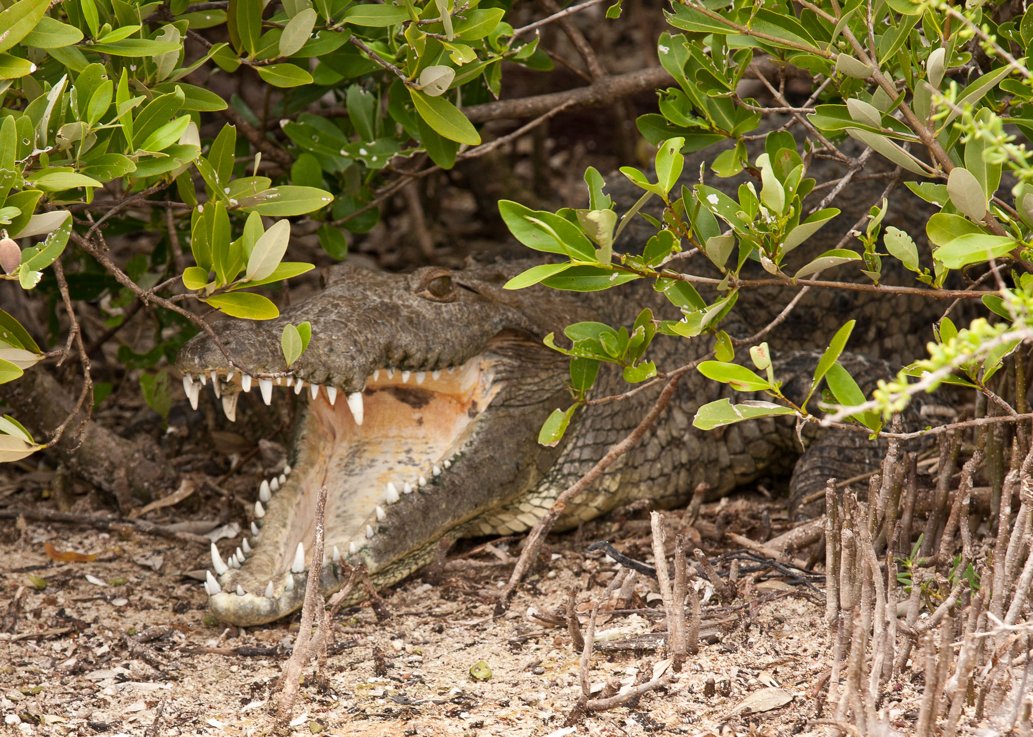 Cozumel2010-40D--26.jpg