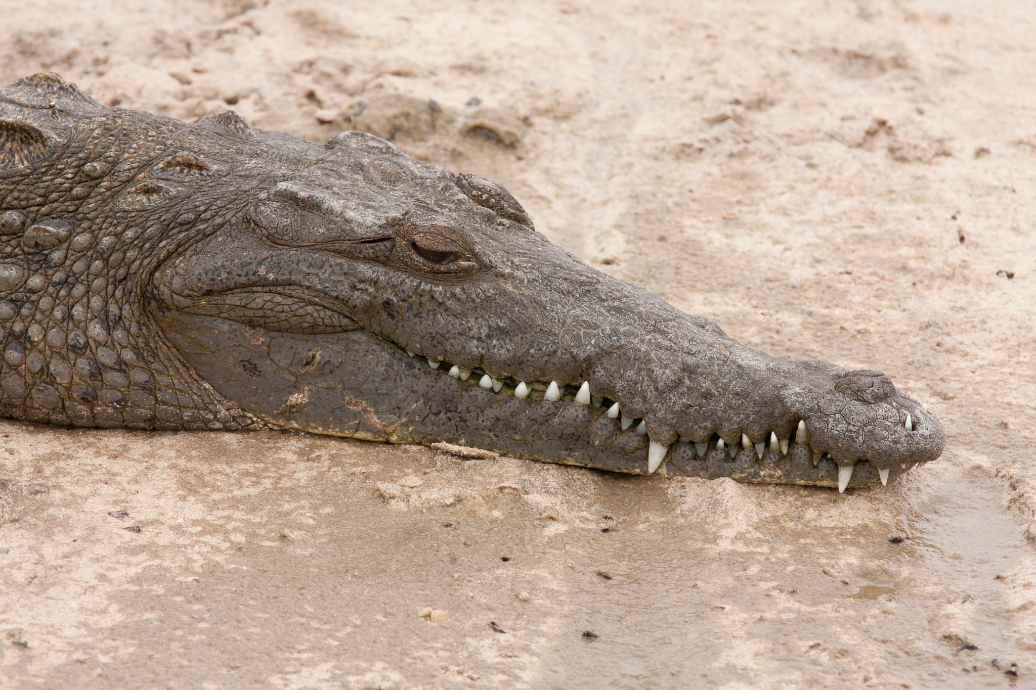 Cozumel2010-40D--33.jpg