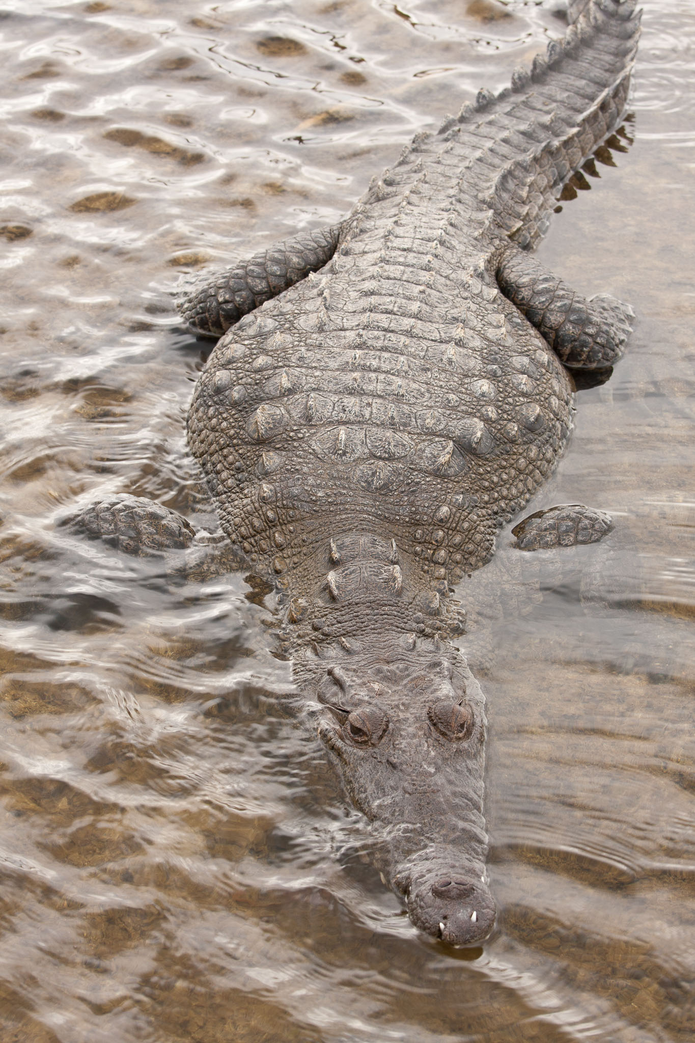 Cozumel2010-40D--34.jpg