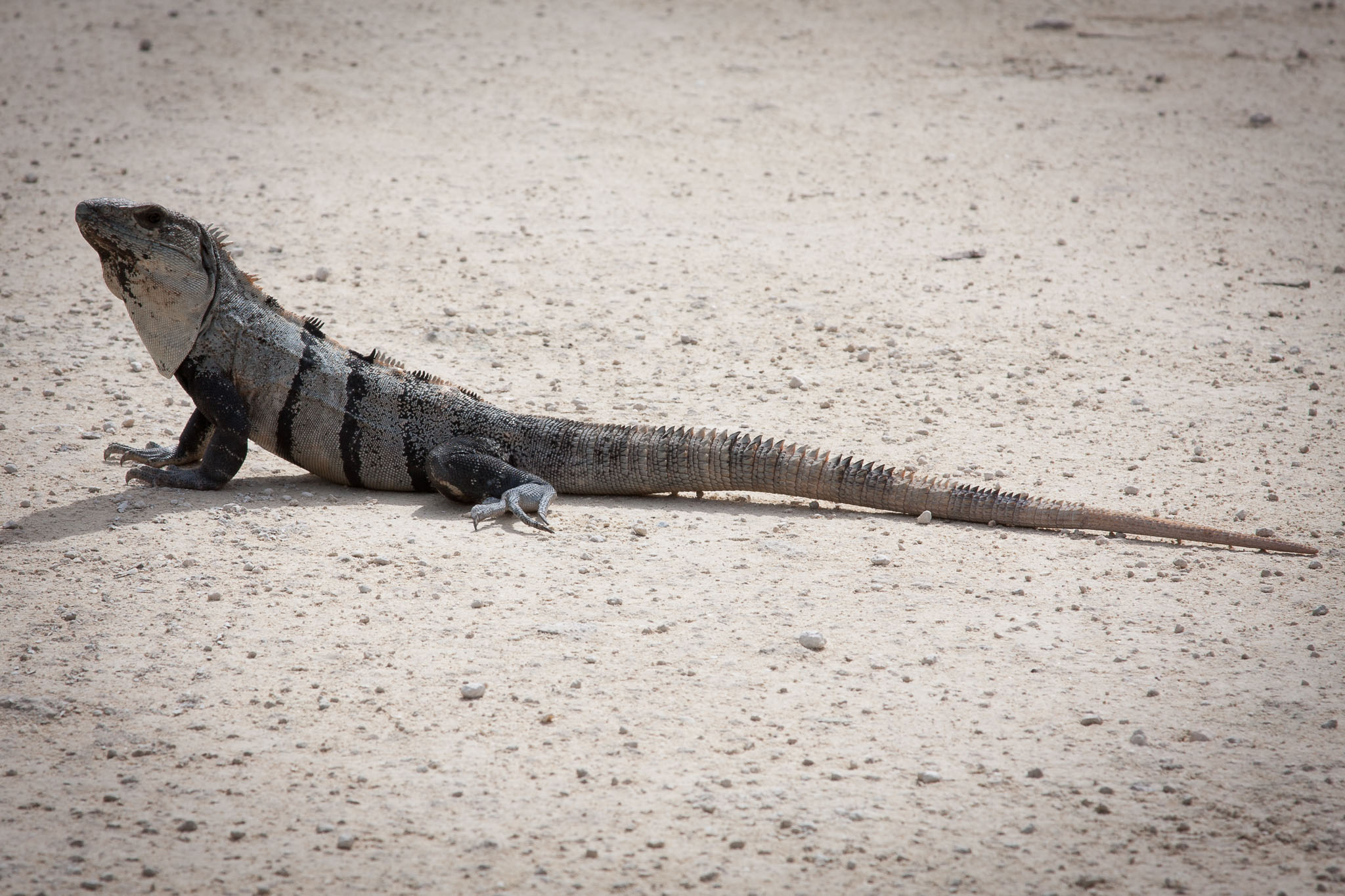 Cozumel2010-40D--5.jpg