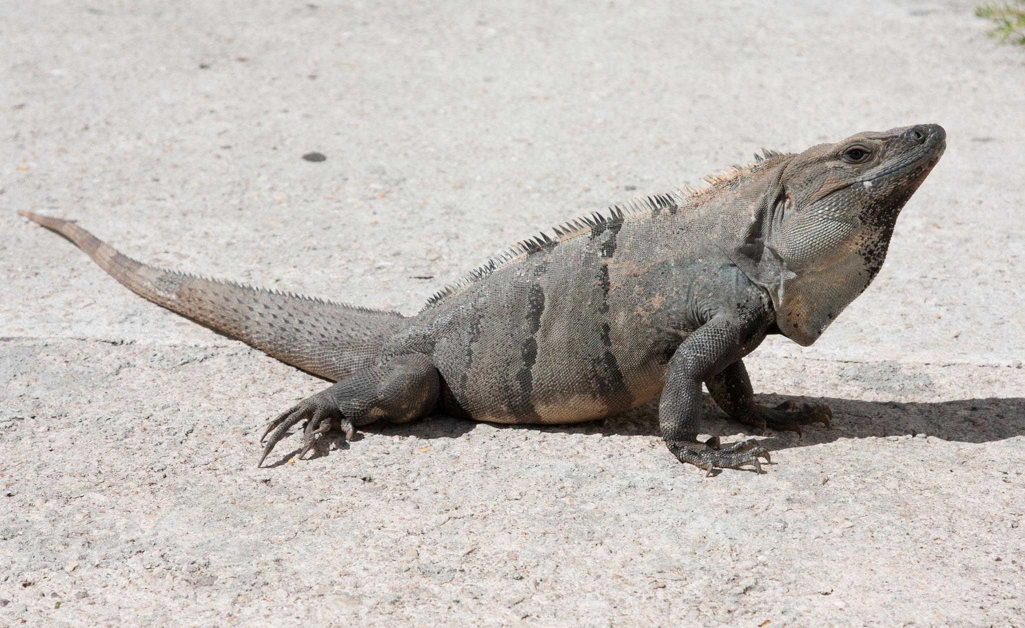 Cozumel2010-40D--53.jpg