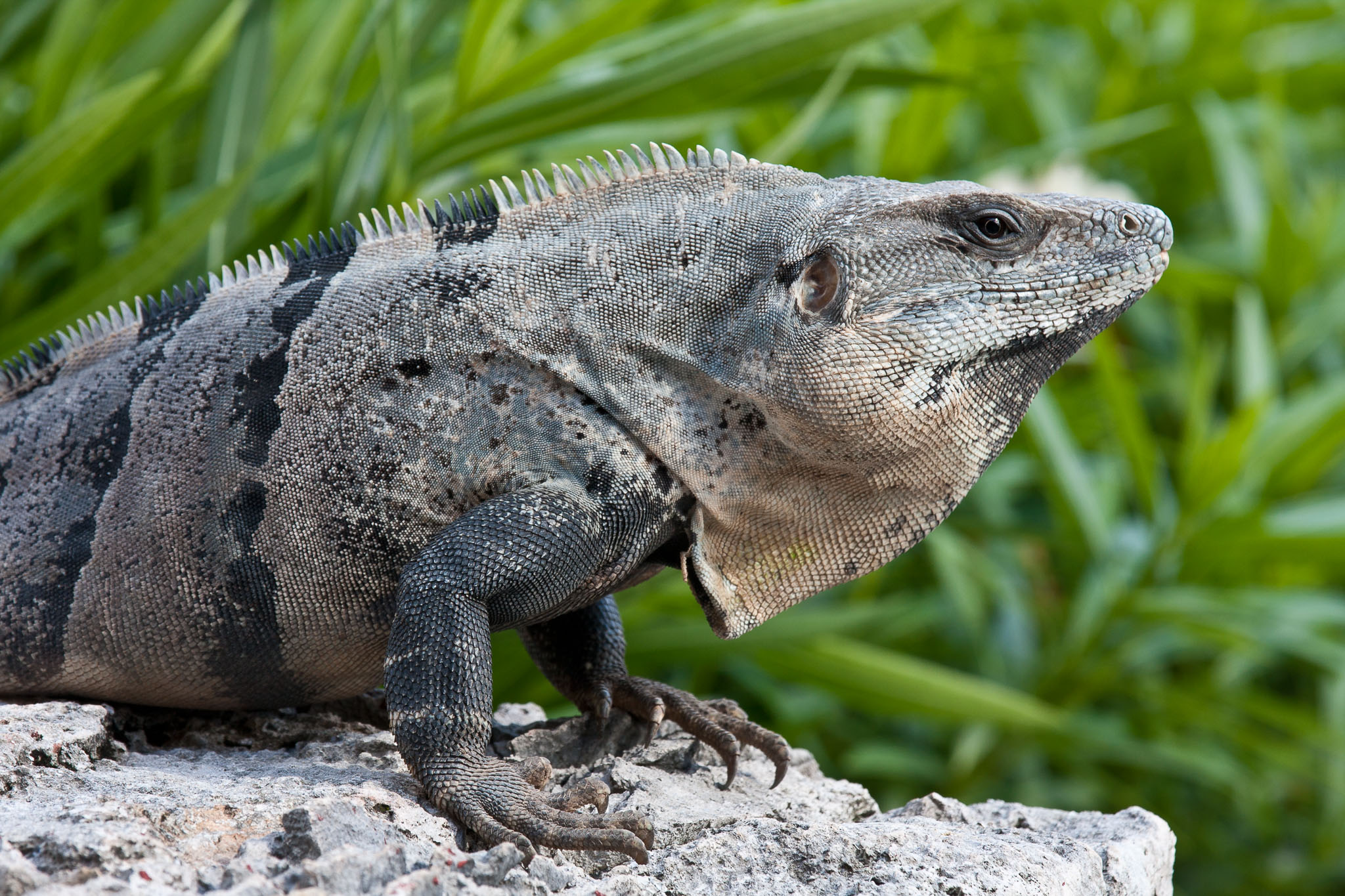 Cozumel2010-40D--56.jpg