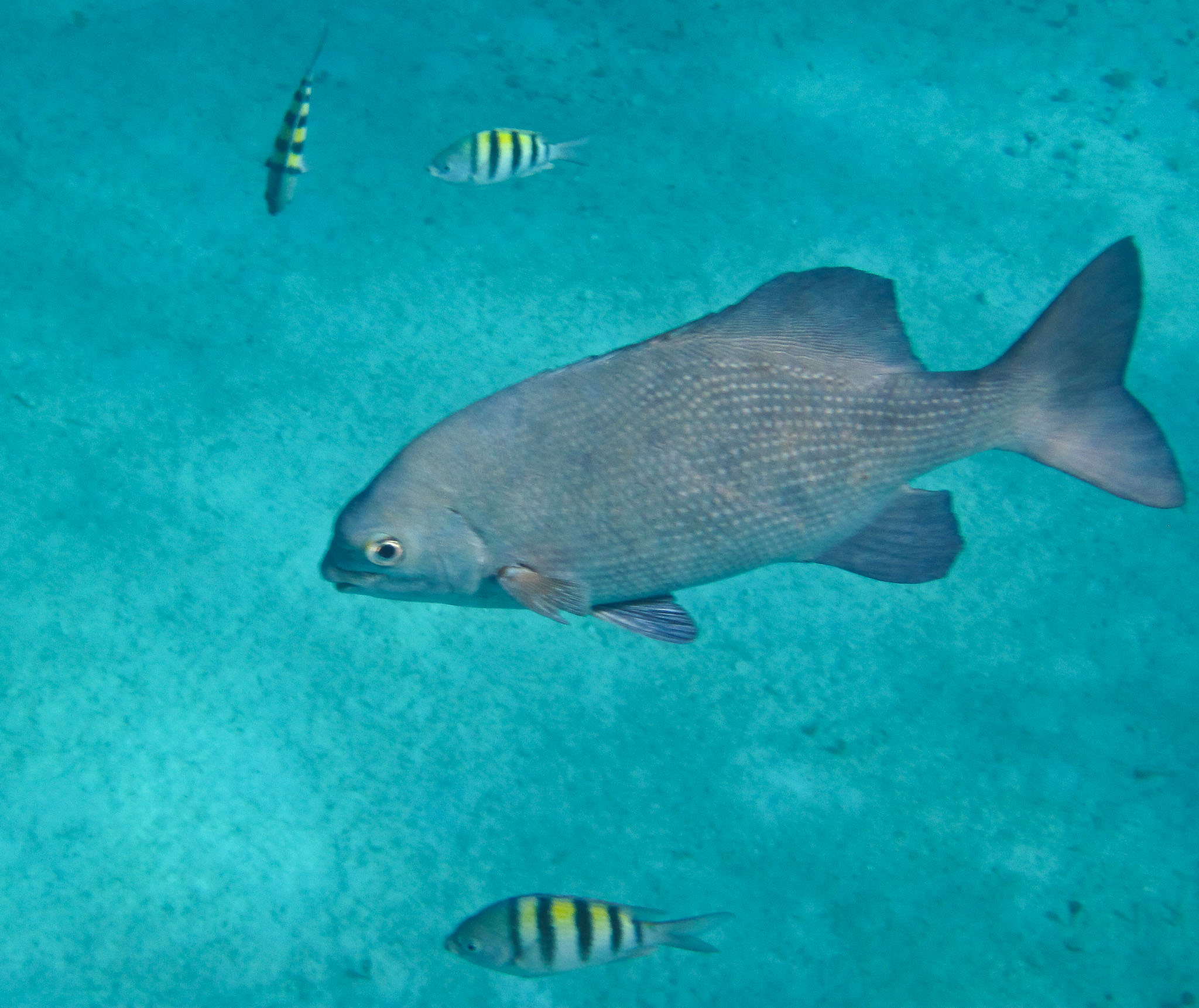 Cozumel2010-D10--123.jpg