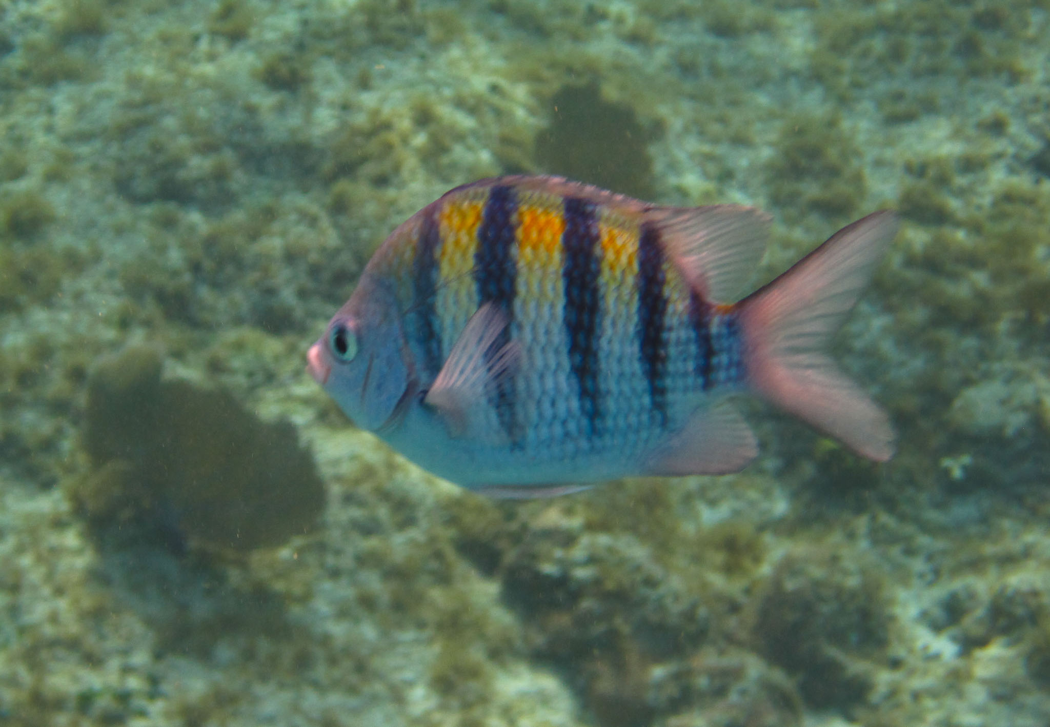 Cozumel2010-D10--130.jpg