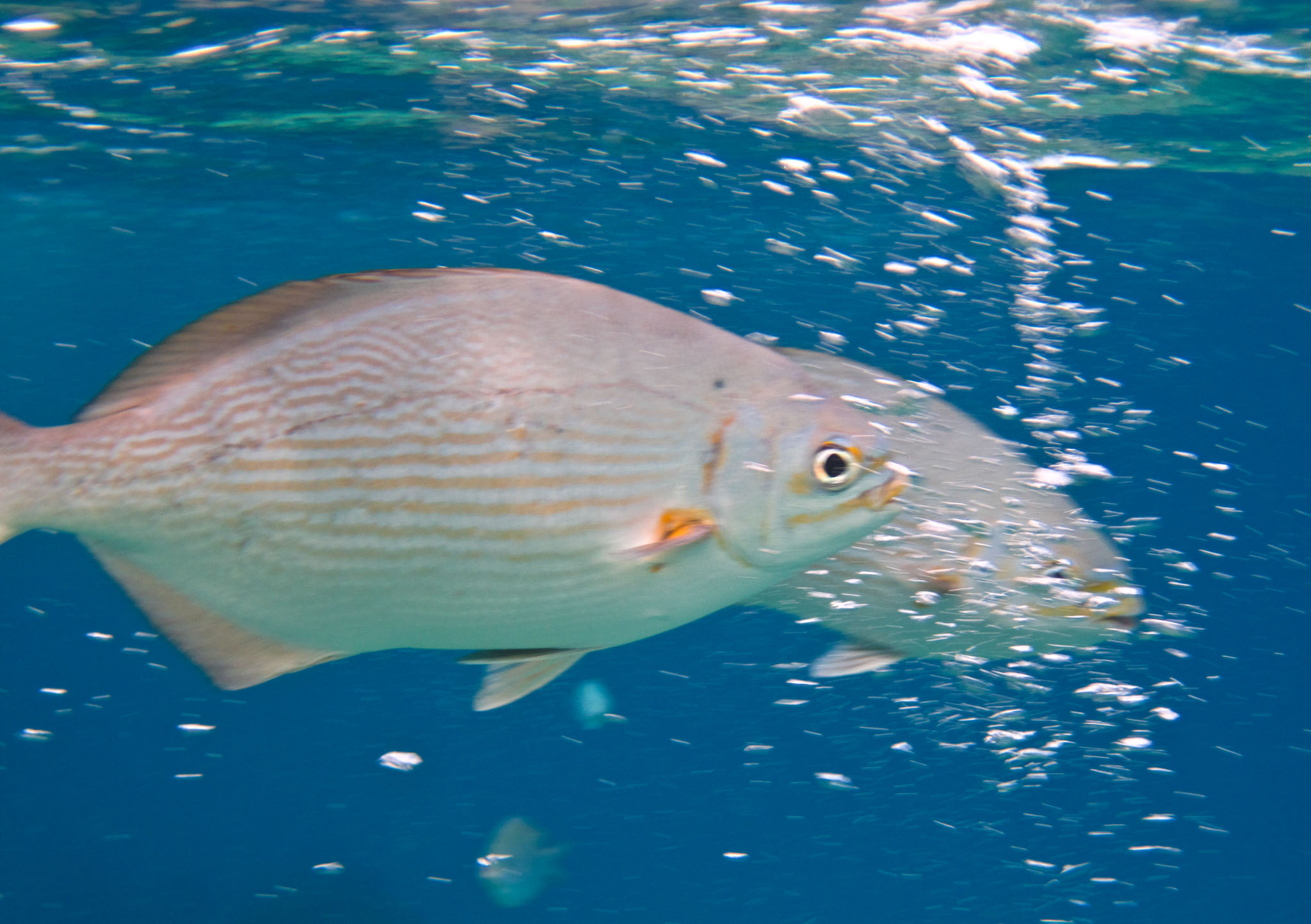 Cozumel2010-D10--132.jpg