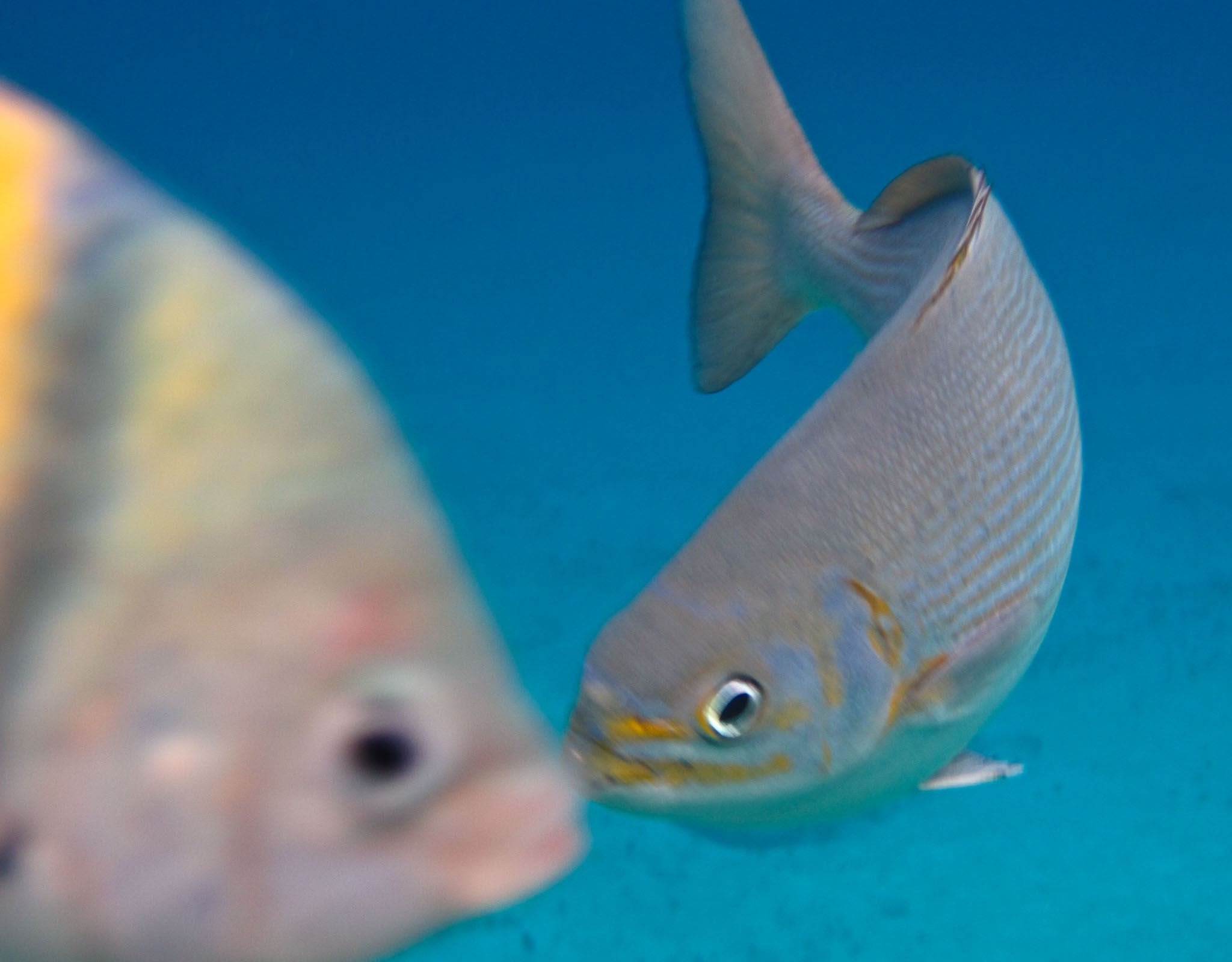 Cozumel2010-D10--133.jpg