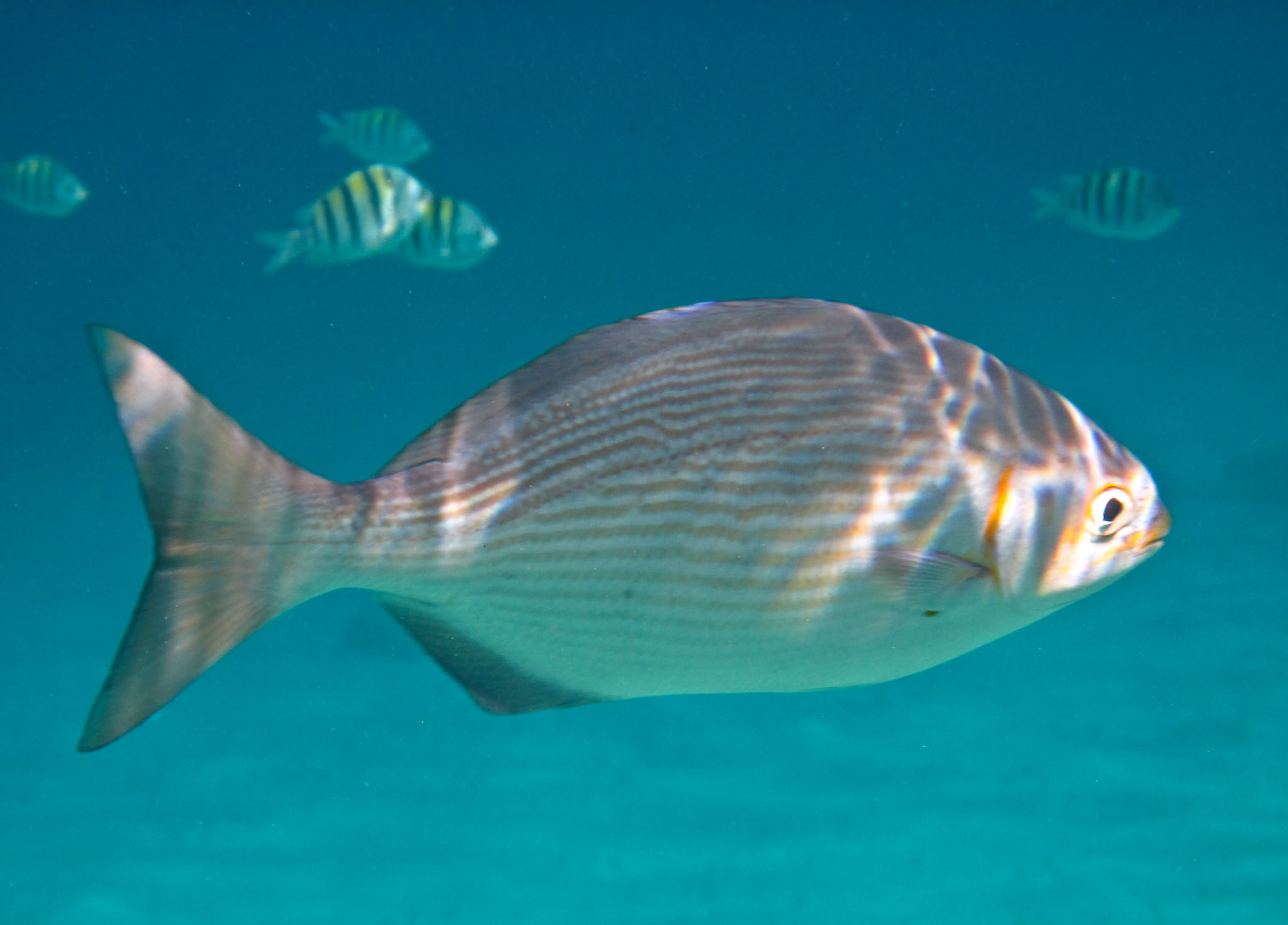 Cozumel2010-D10--135.jpg