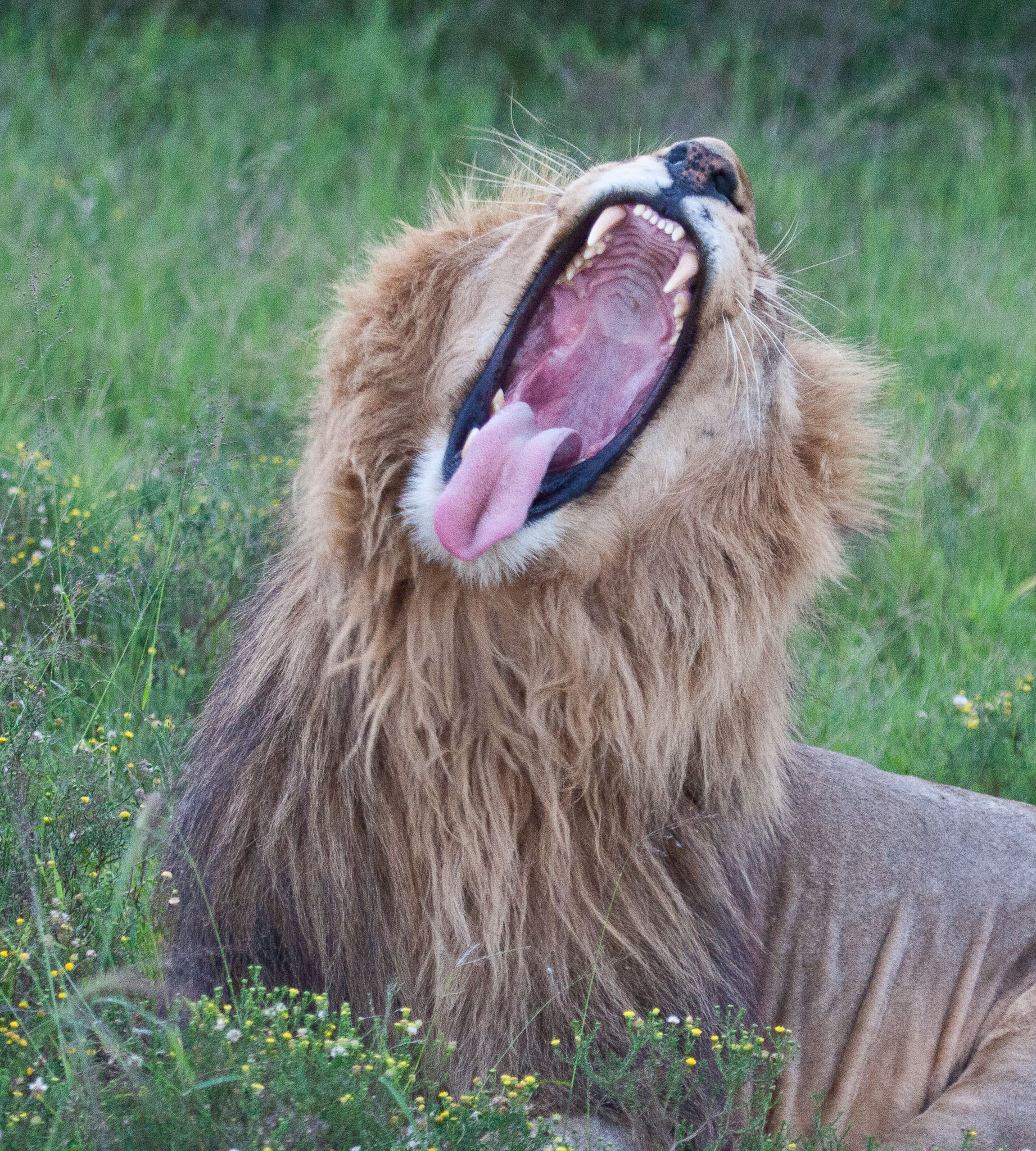 SouthAfrica-256.jpg