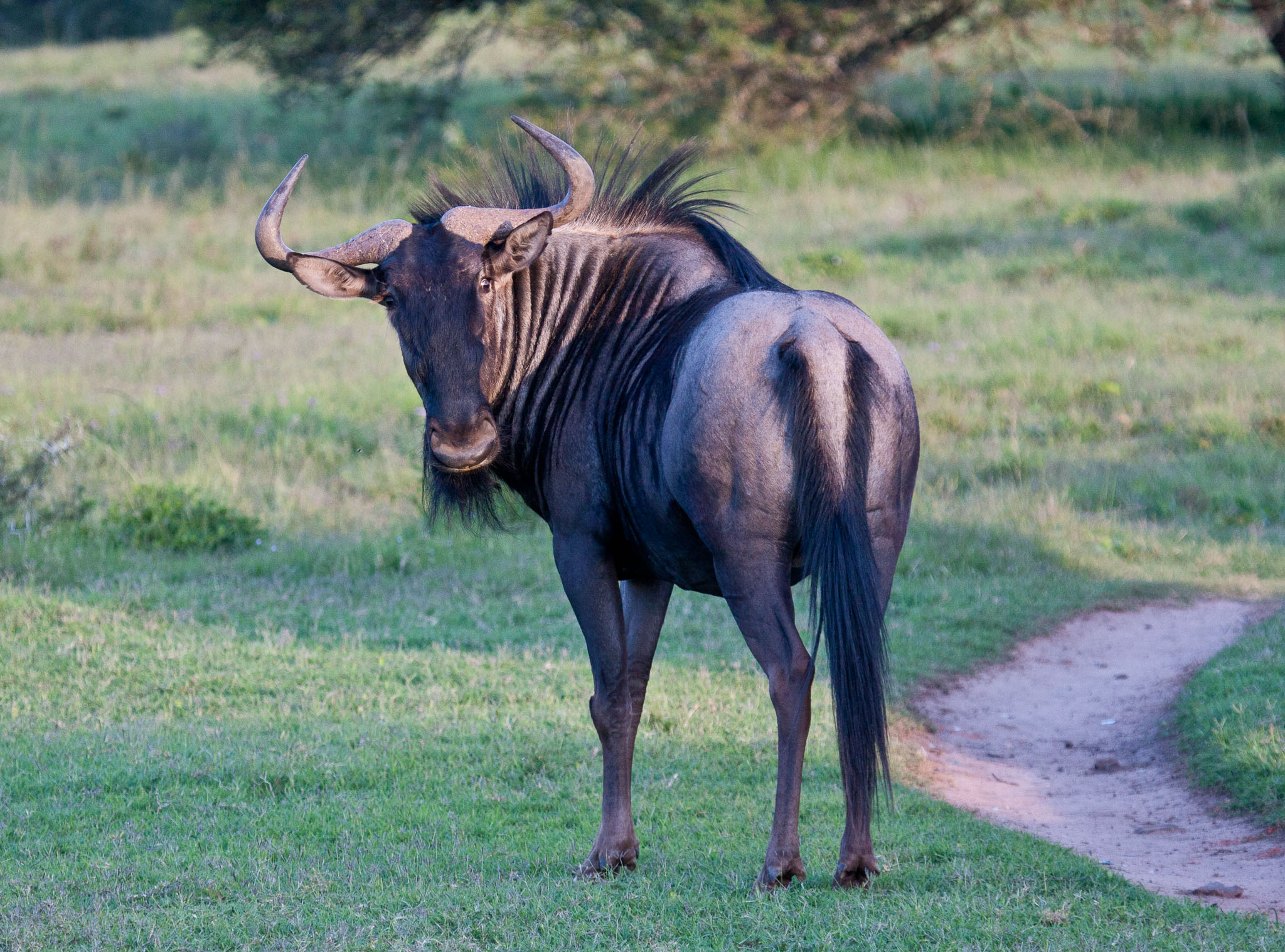 SouthAfrica-294.jpg