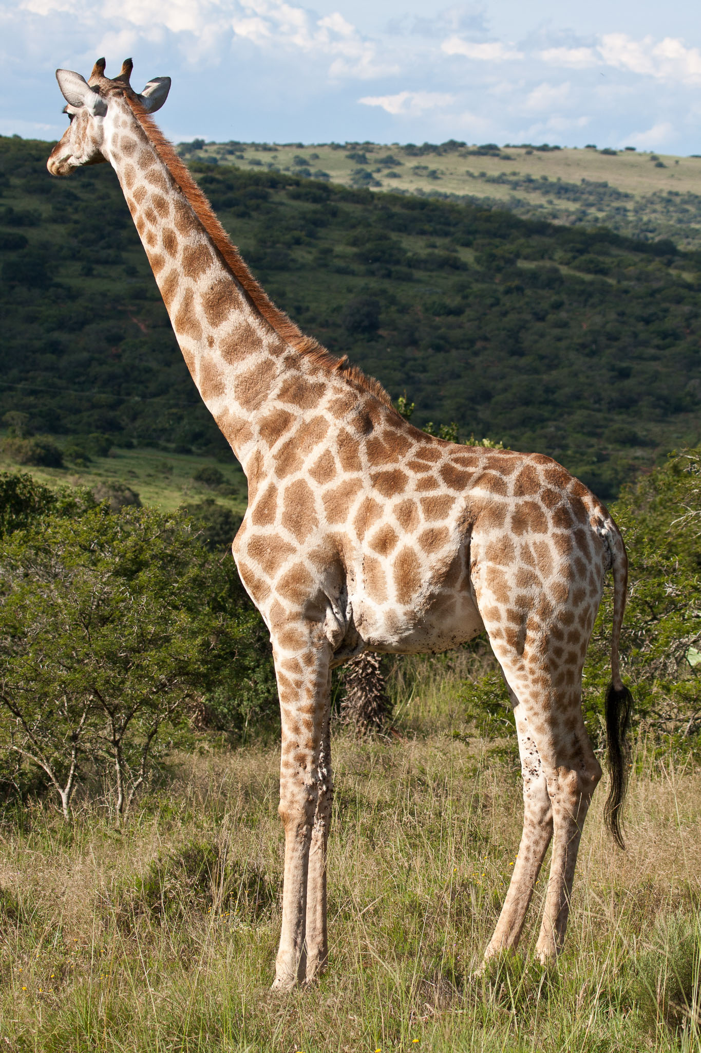 SouthAfrica-347.jpg