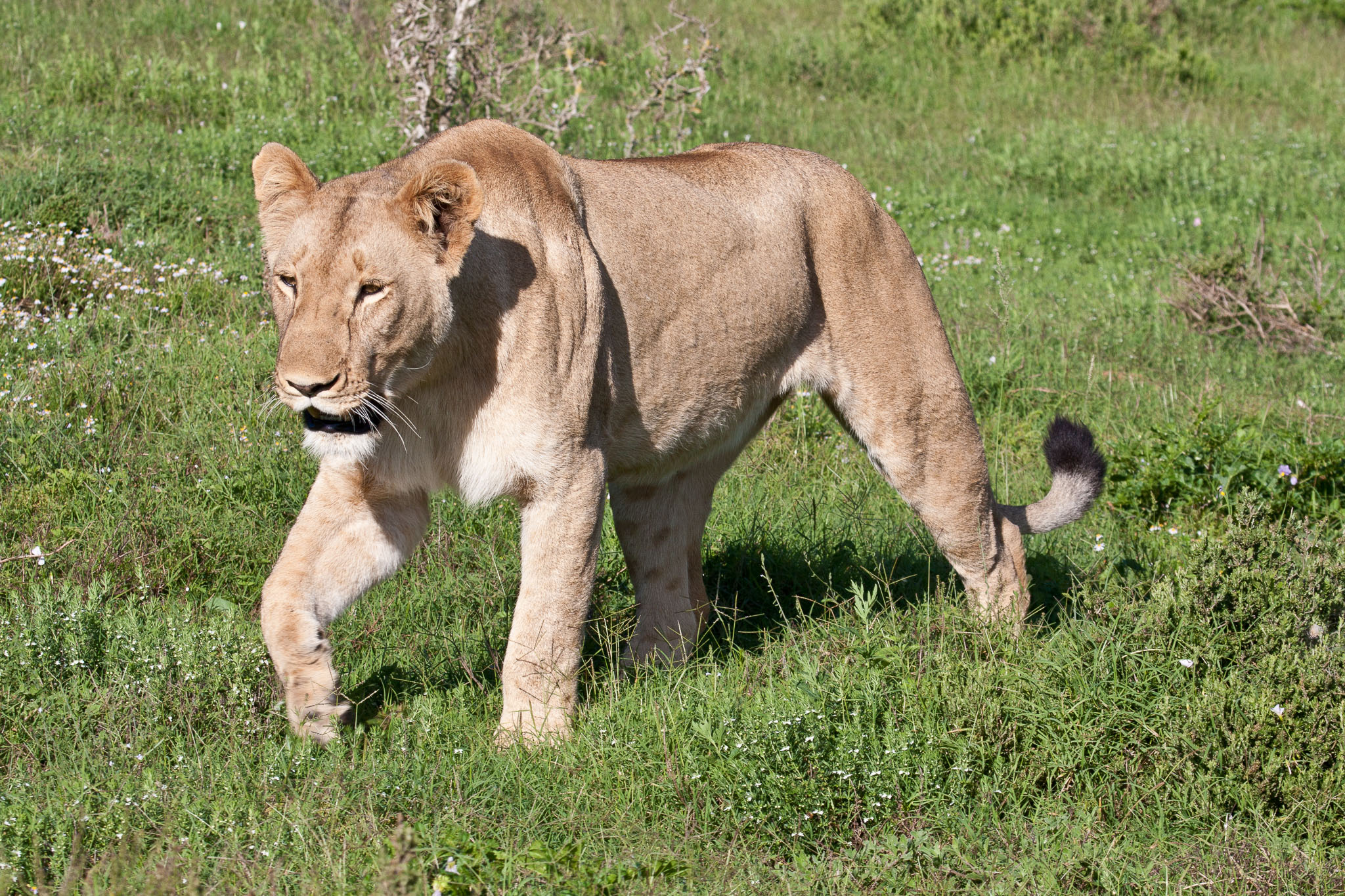 SouthAfrica-355.jpg