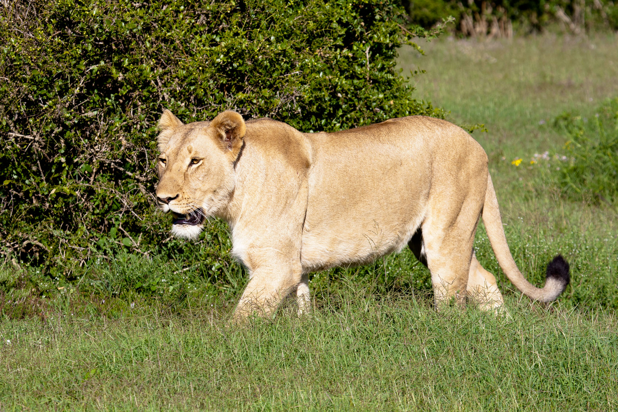 SouthAfrica-359.jpg
