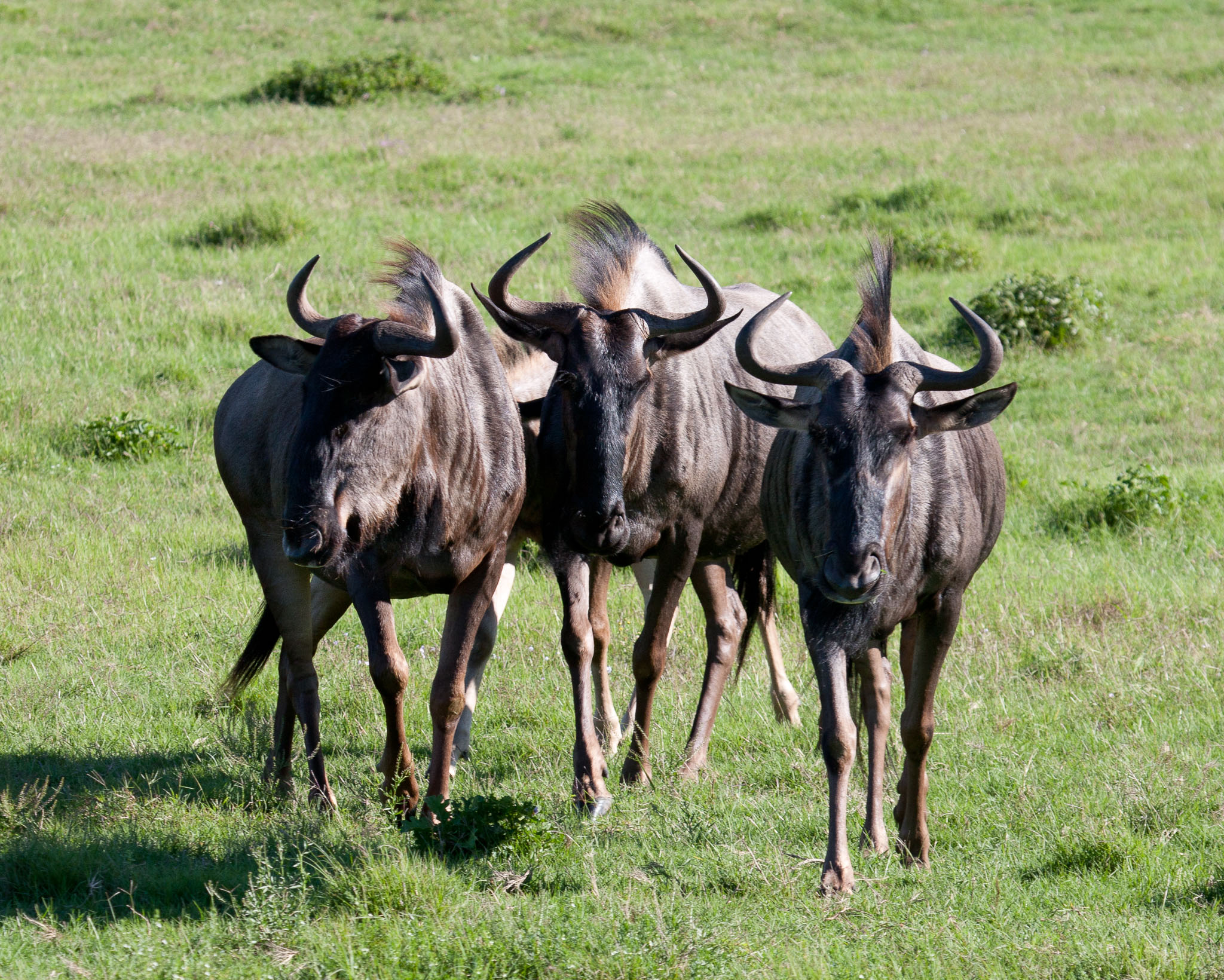 SouthAfrica-381.jpg