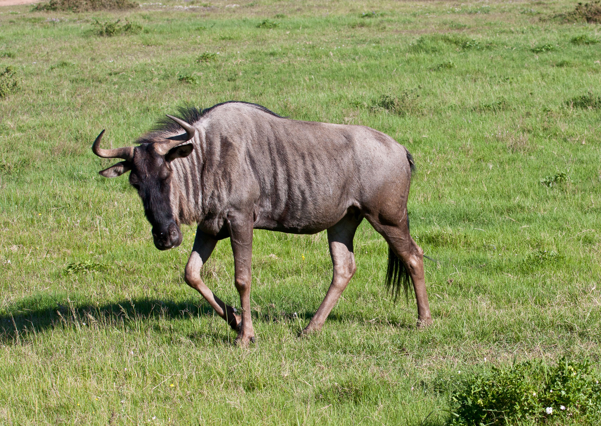 SouthAfrica-384.jpg