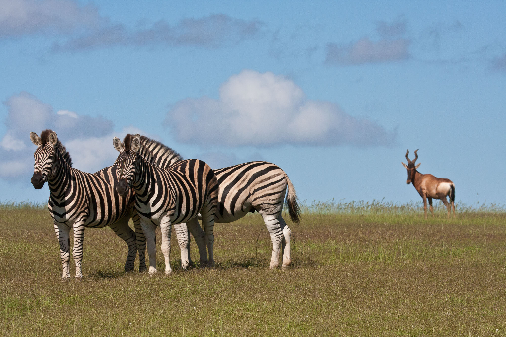 SouthAfrica-81.jpg