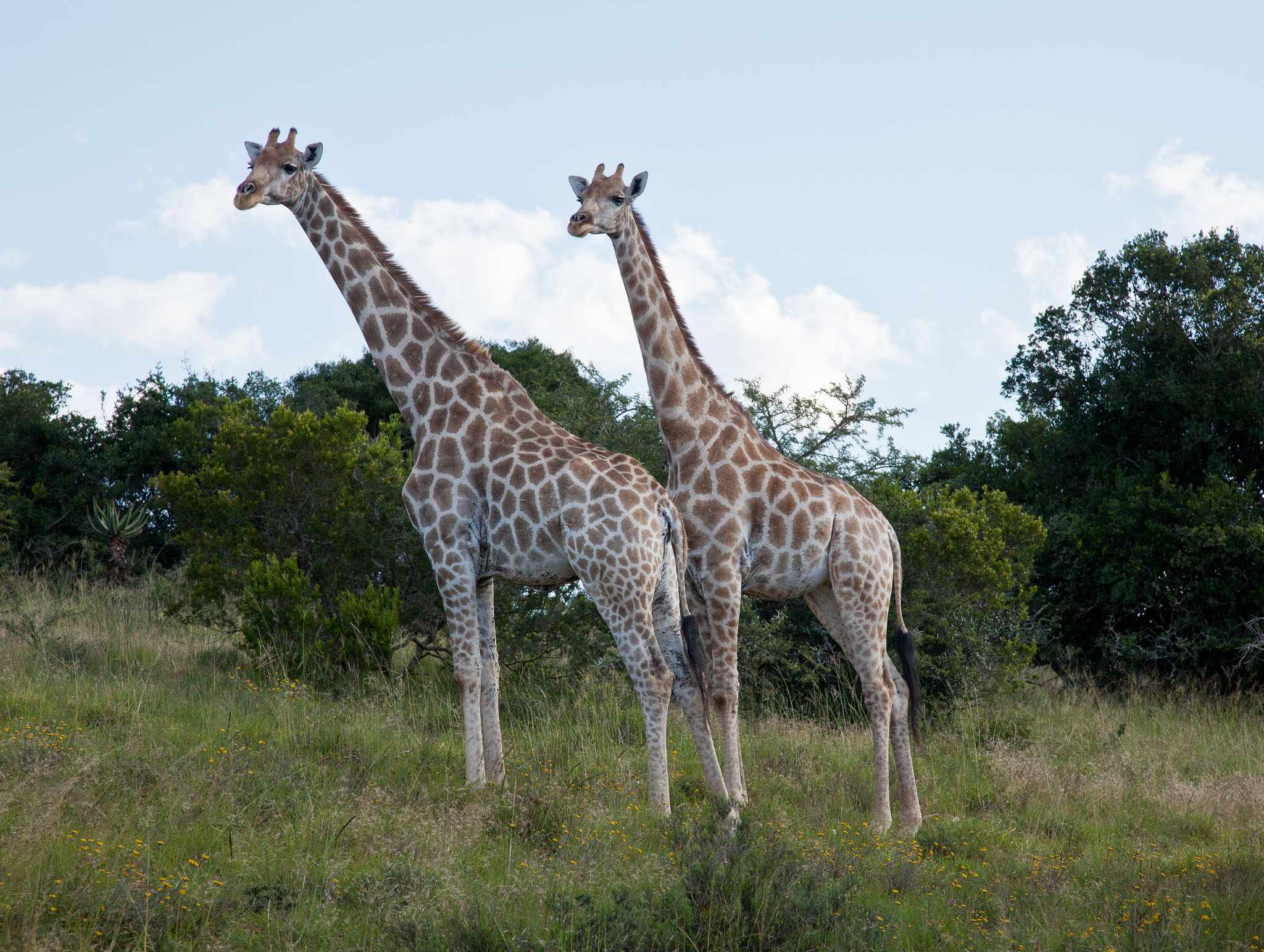 SouthAfrica-956.jpg