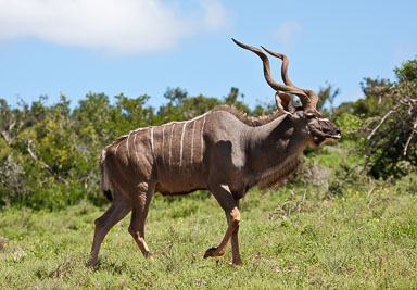 SouthAfrica-137.jpg