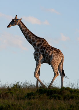 Safari & Wildlife