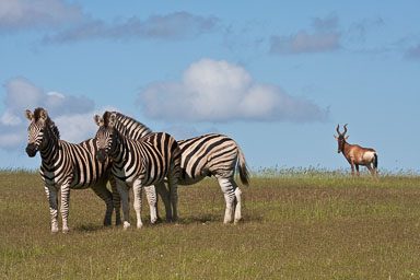 SouthAfrica-81.jpg