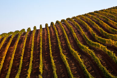 Port Elizabeth and Garden Route