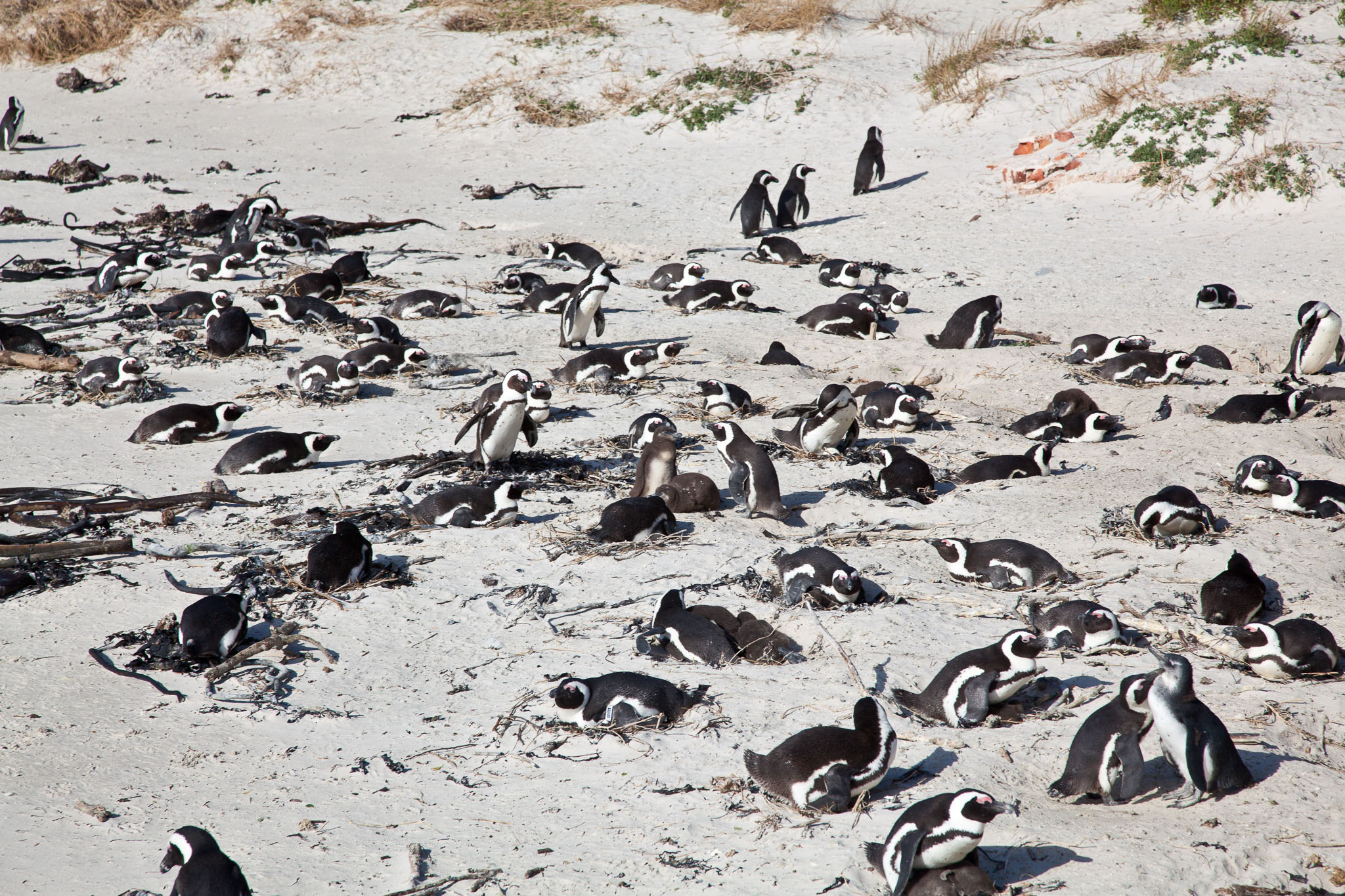 SouthAfrica-2011.jpg