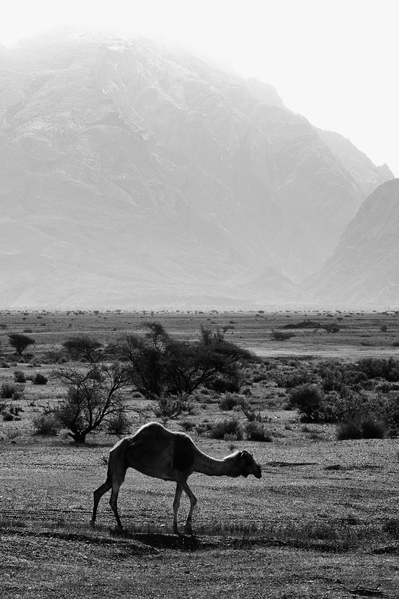 OmanDubai-40D-003-Edit.jpg