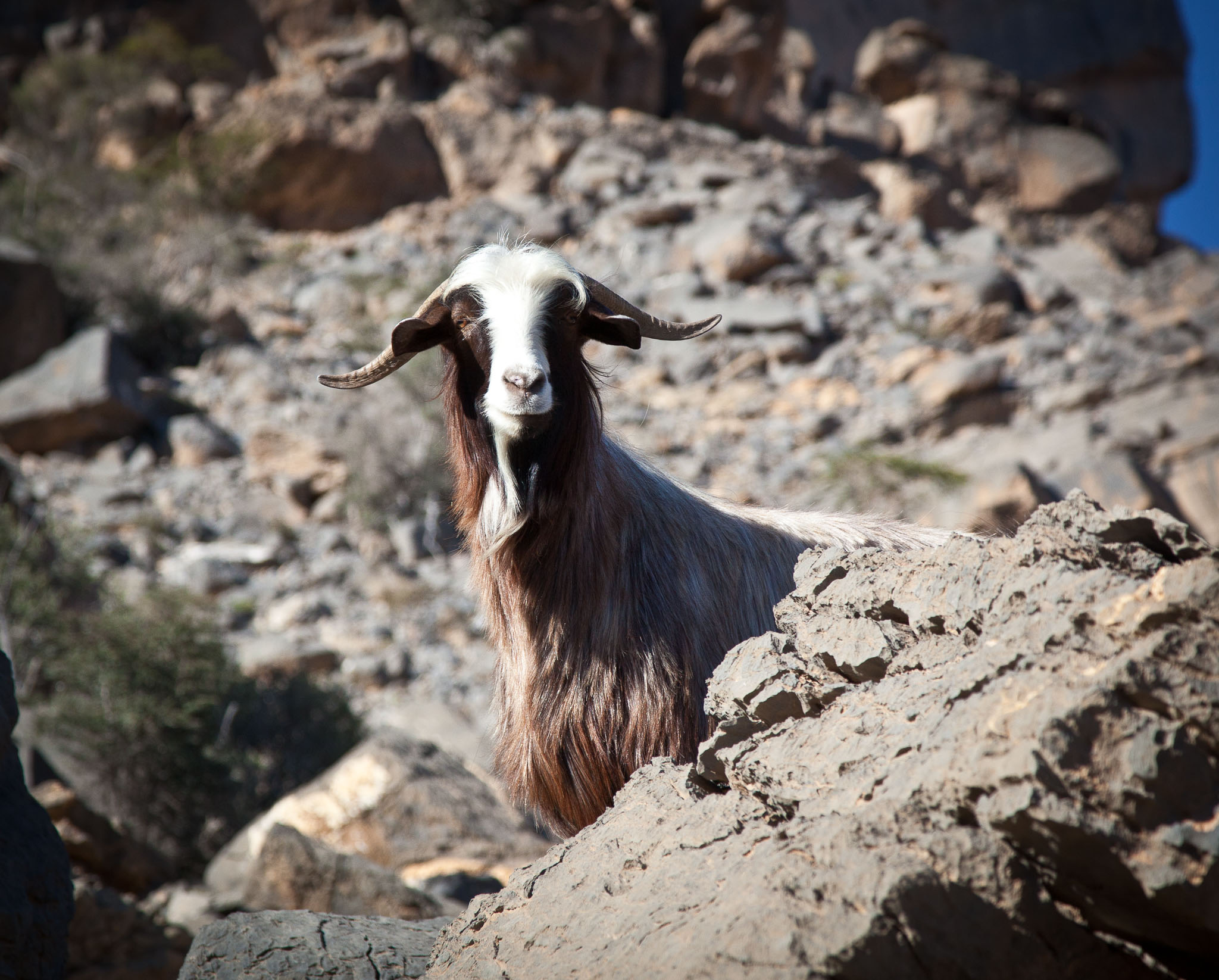 OmanDubai-5D2-1452.jpg