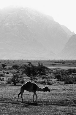 OmanDubai-40D-003-Edit.jpg