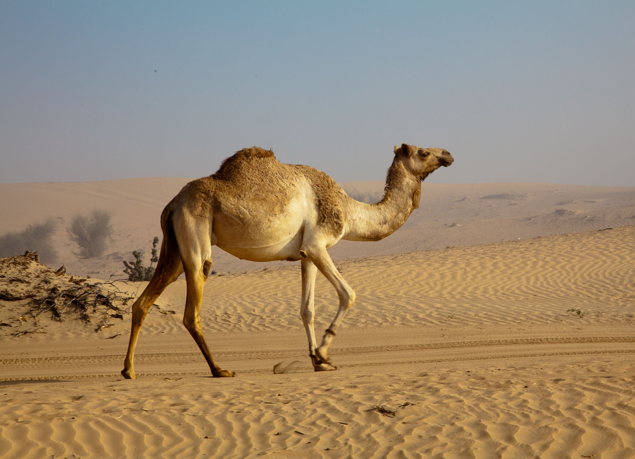 OmanDubai-5D2-3126.jpg