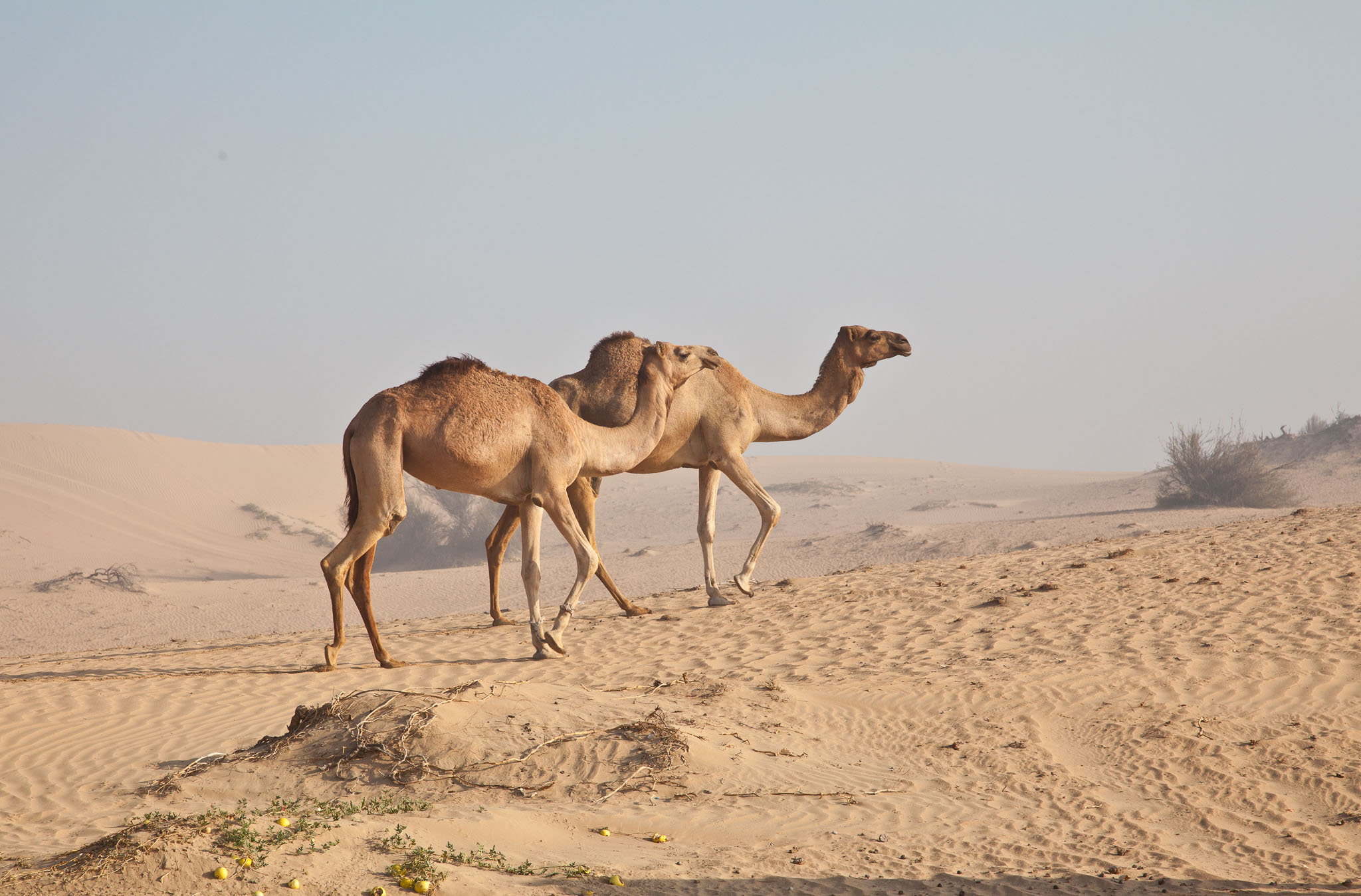OmanDubai-5D2-3129.jpg
