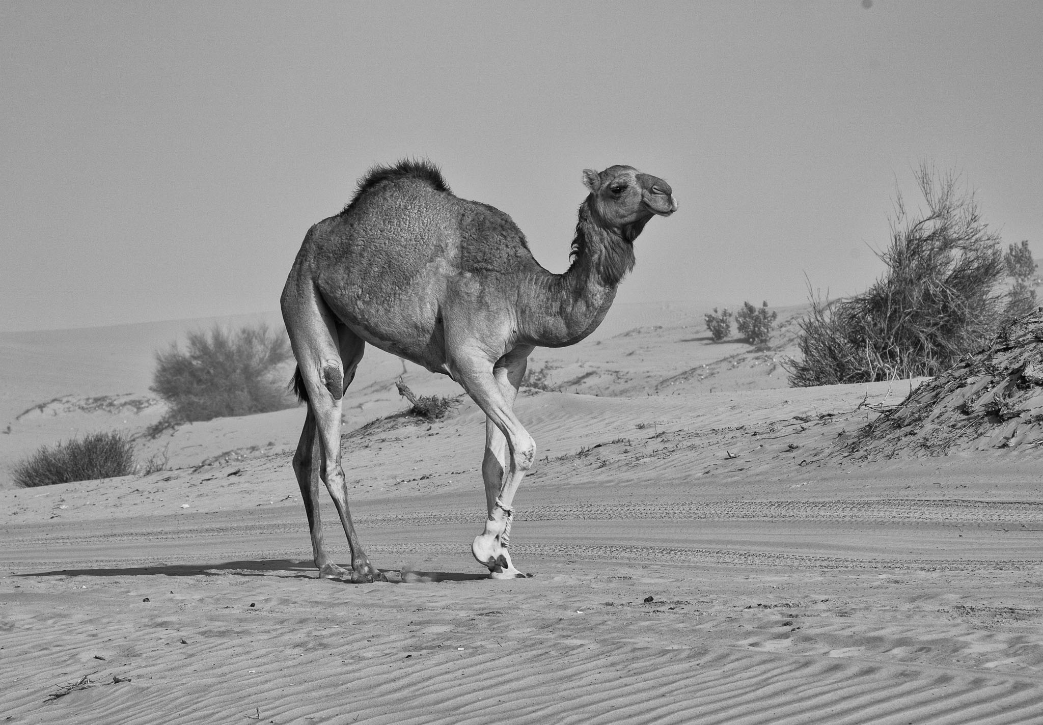 OmanDubai-5D2-3132-Edit.jpg