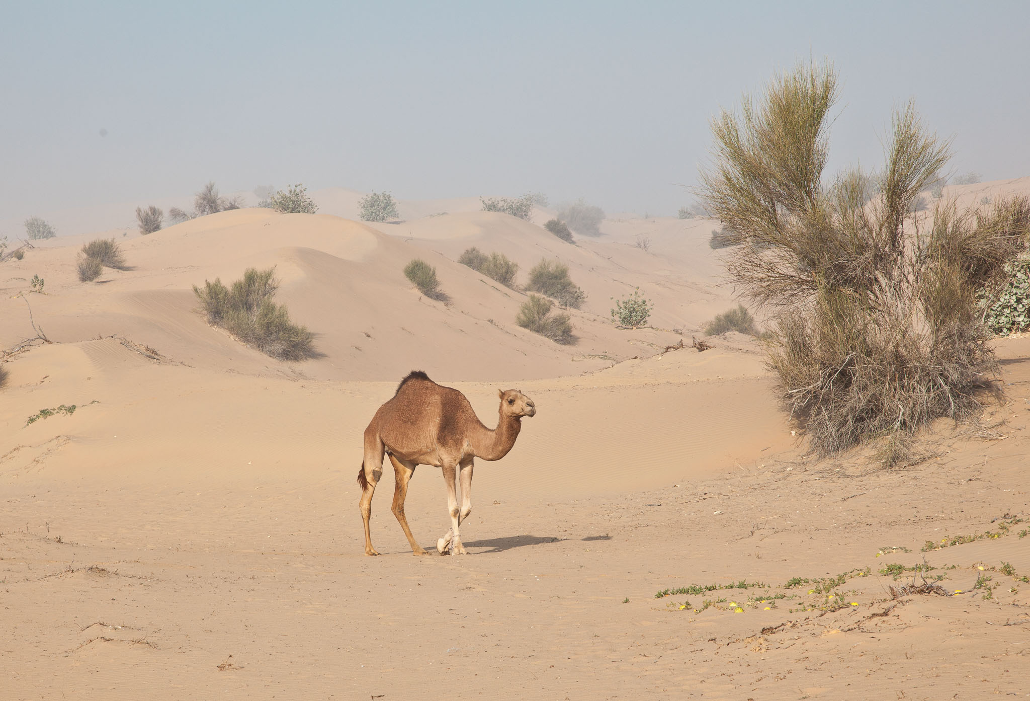 OmanDubai-5D2-3143.jpg