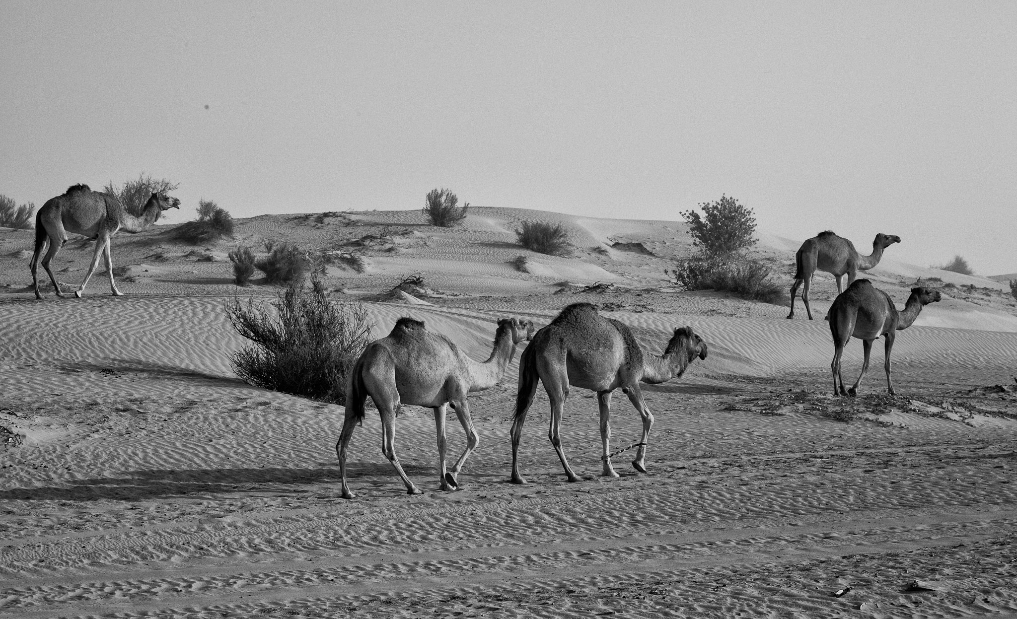OmanDubai-5D2-3144-Edit.jpg
