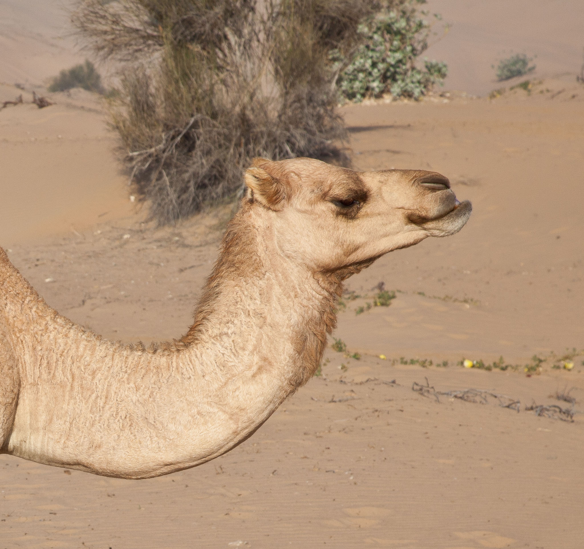 OmanDubai-5D2-3146.jpg