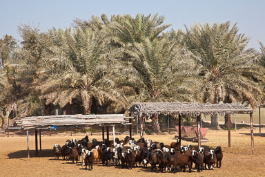 OmanDubai-5D2-3238.jpg