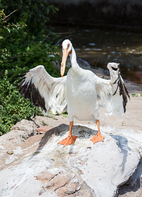 Denver Zoo