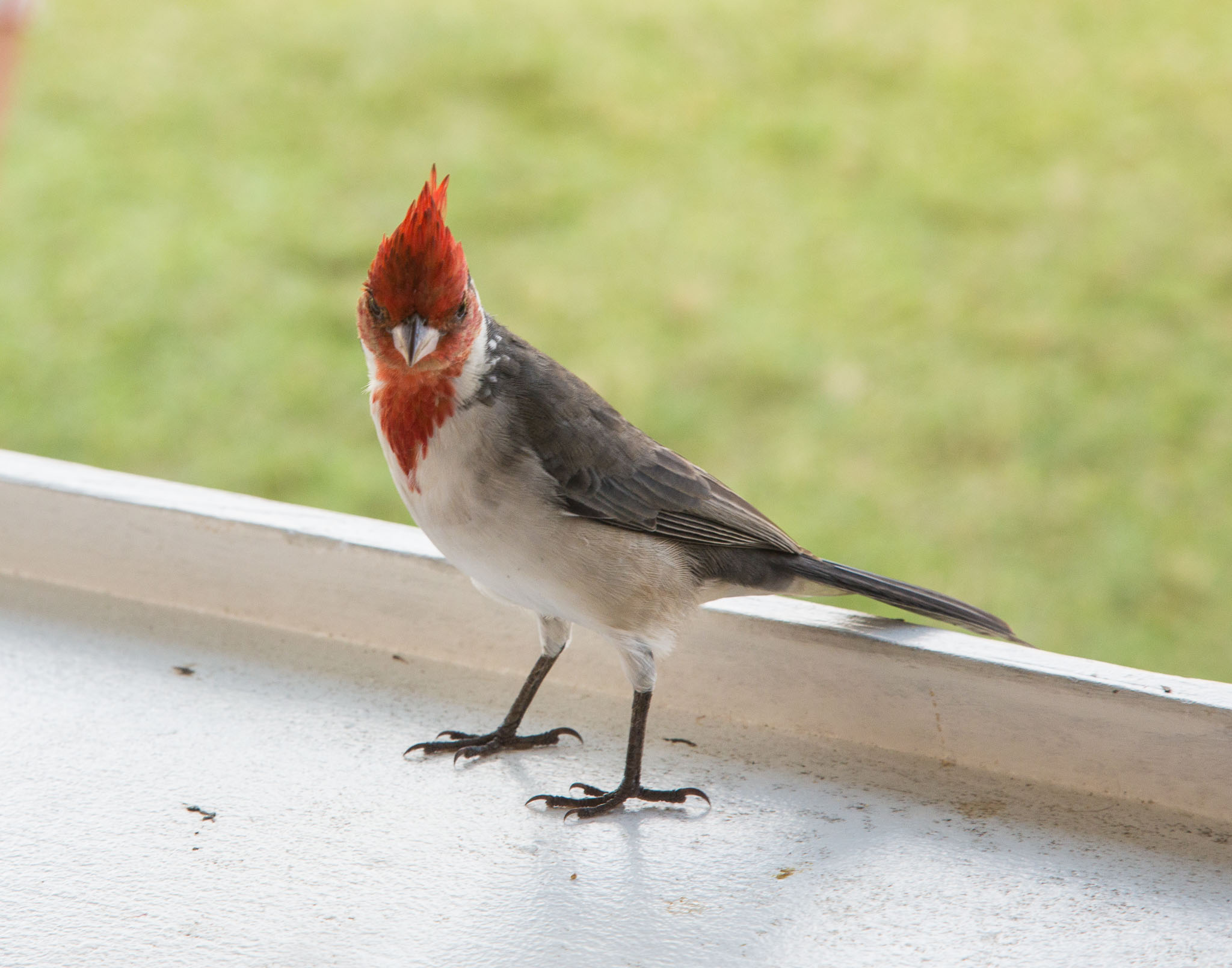 Hawaii2017-5D3-200.jpg