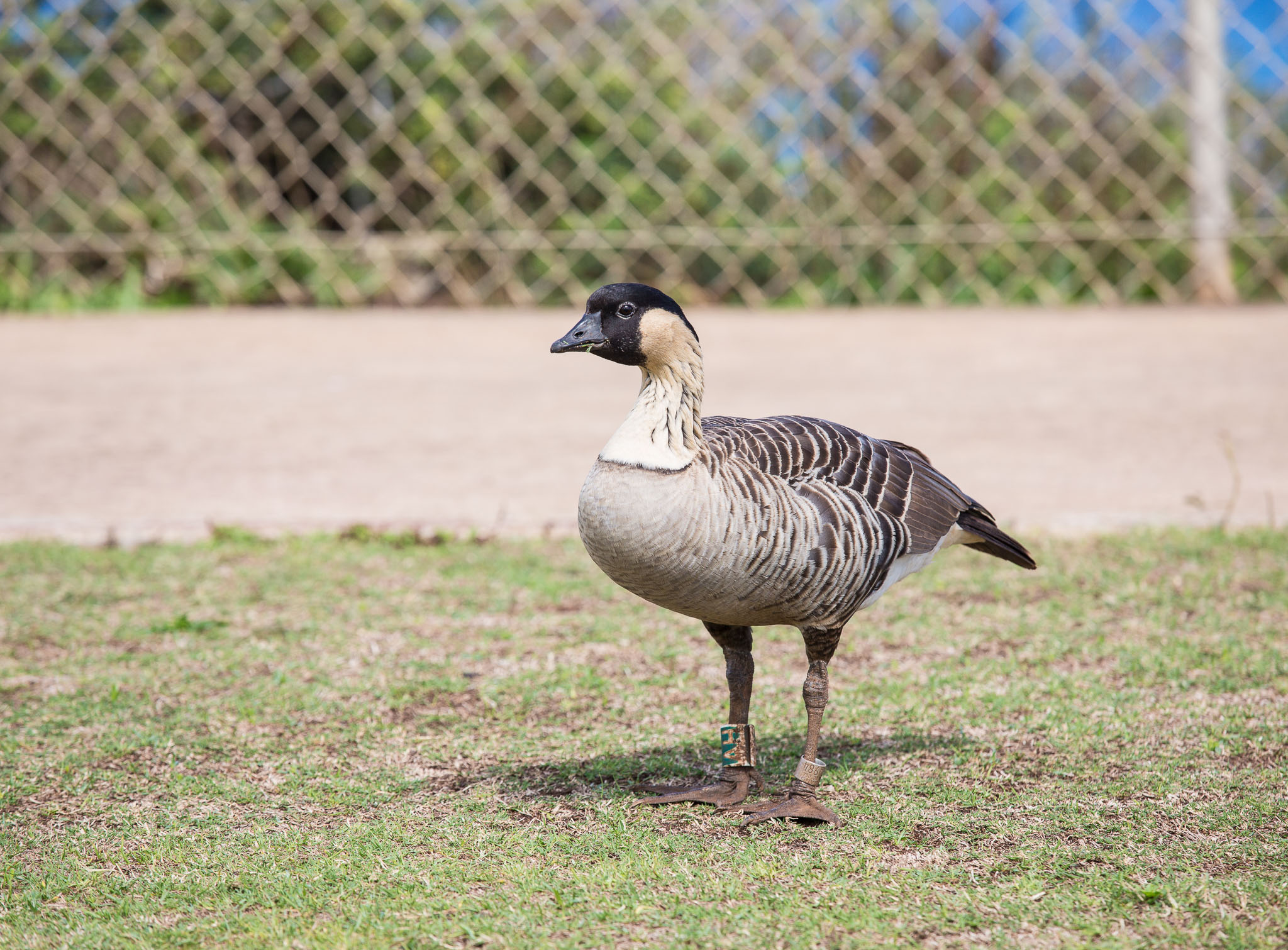 Hawaii2017-5D3-430.jpg