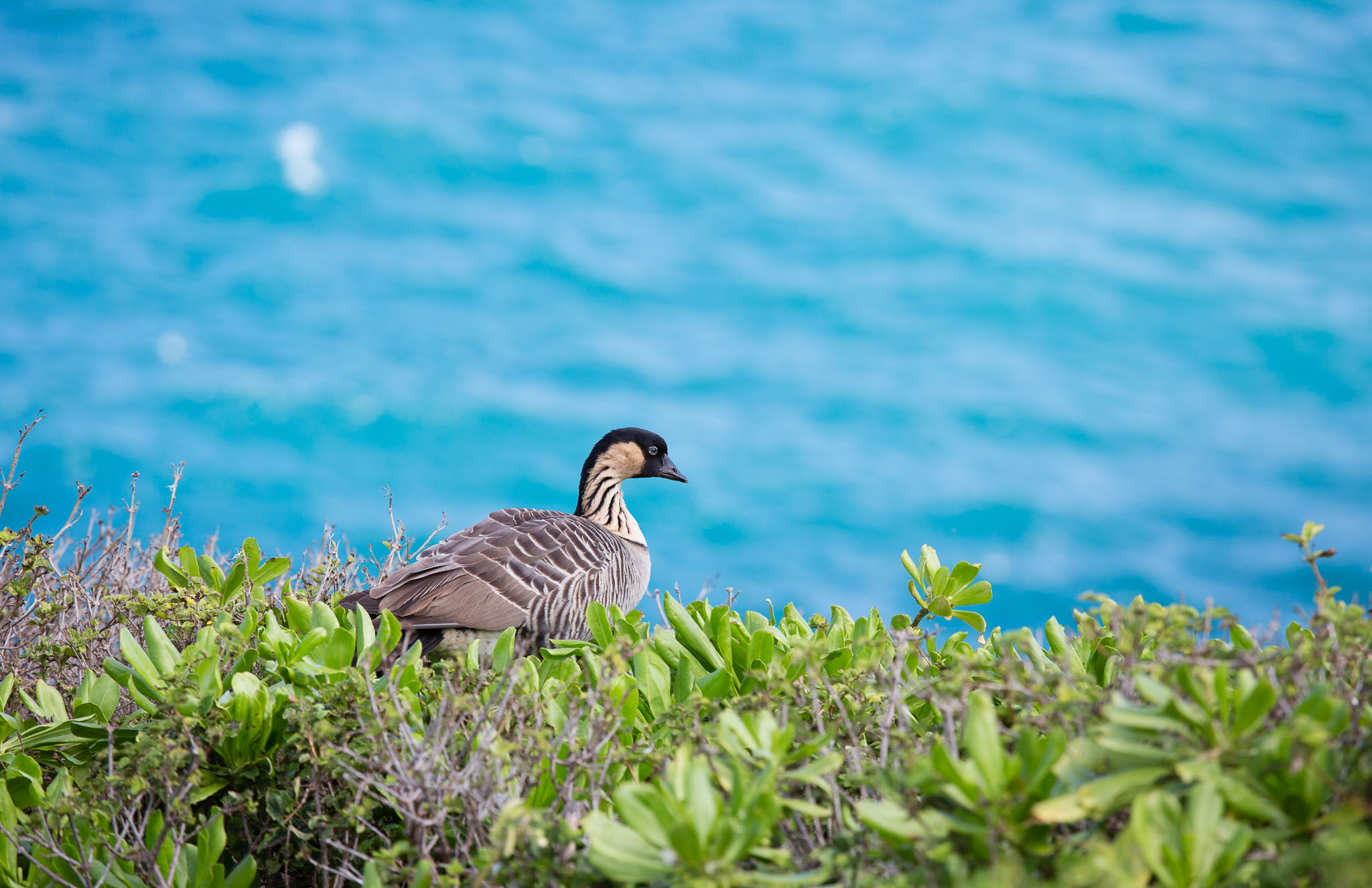 Hawaii2017-5D3-431.jpg