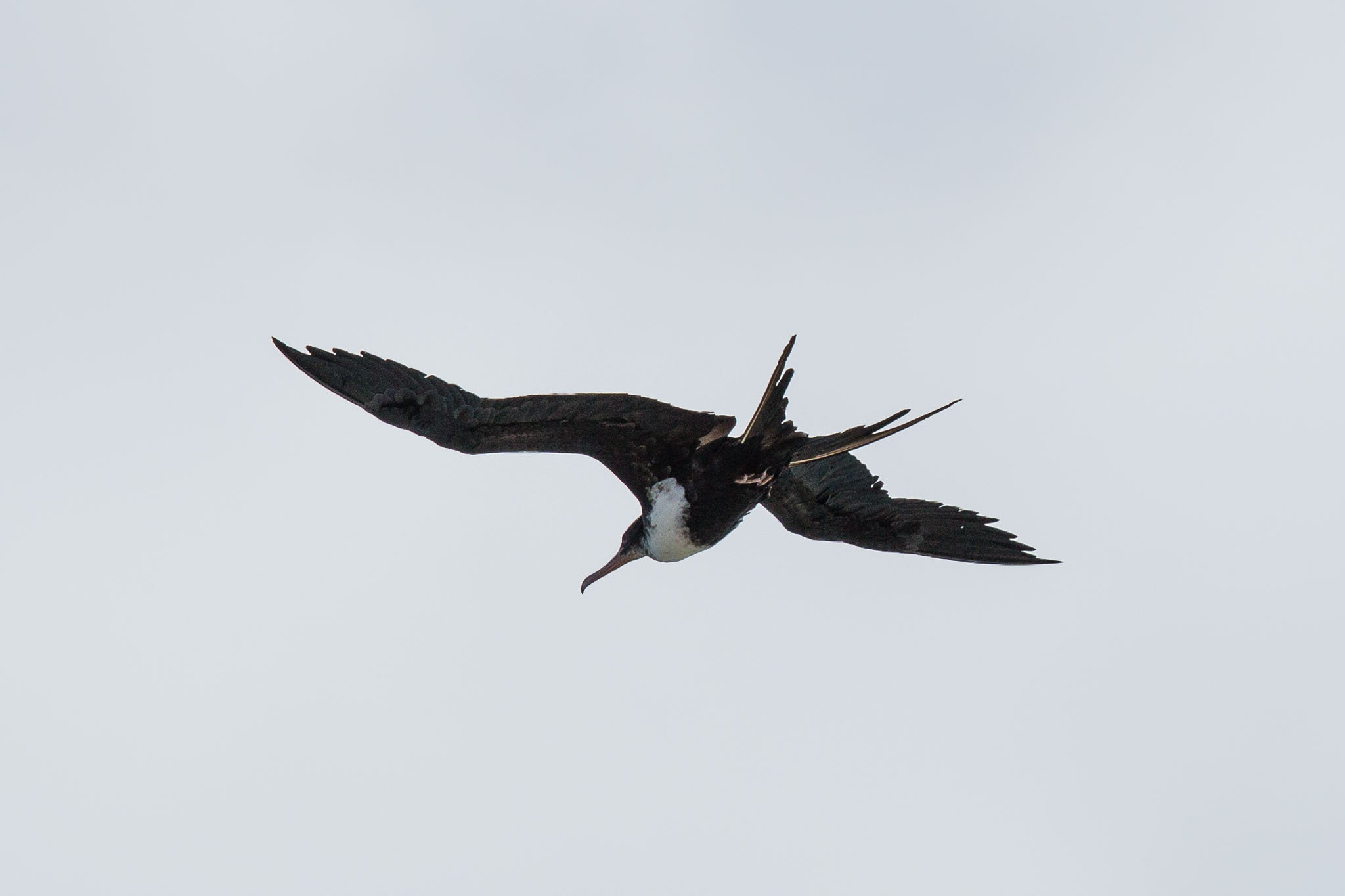 Hawaii2017-5D3-442.jpg
