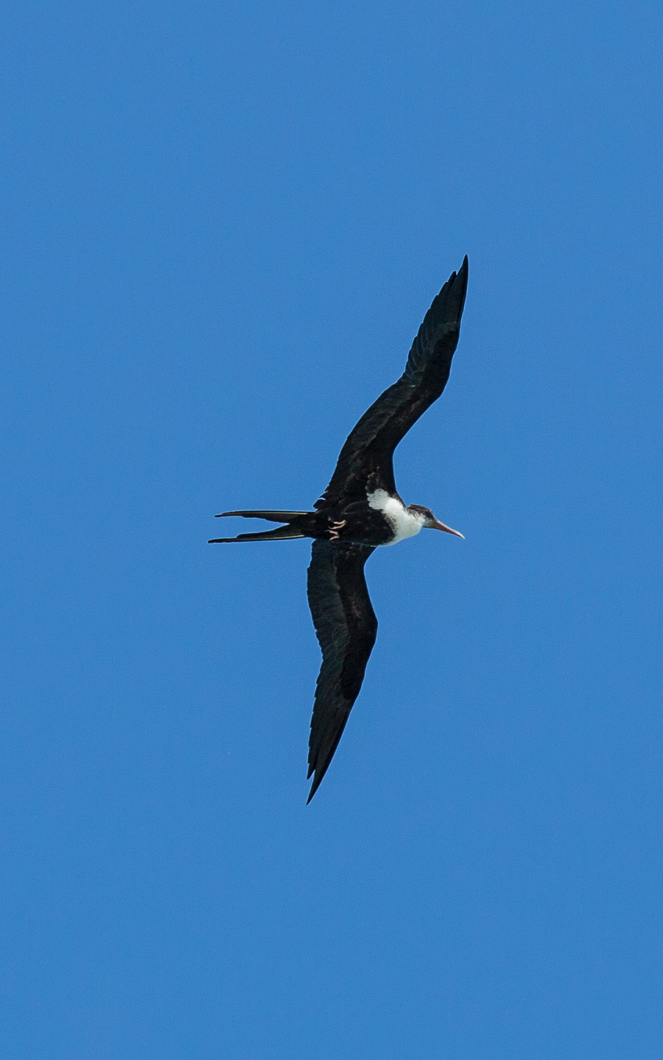 Hawaii2017-5D3-445.jpg